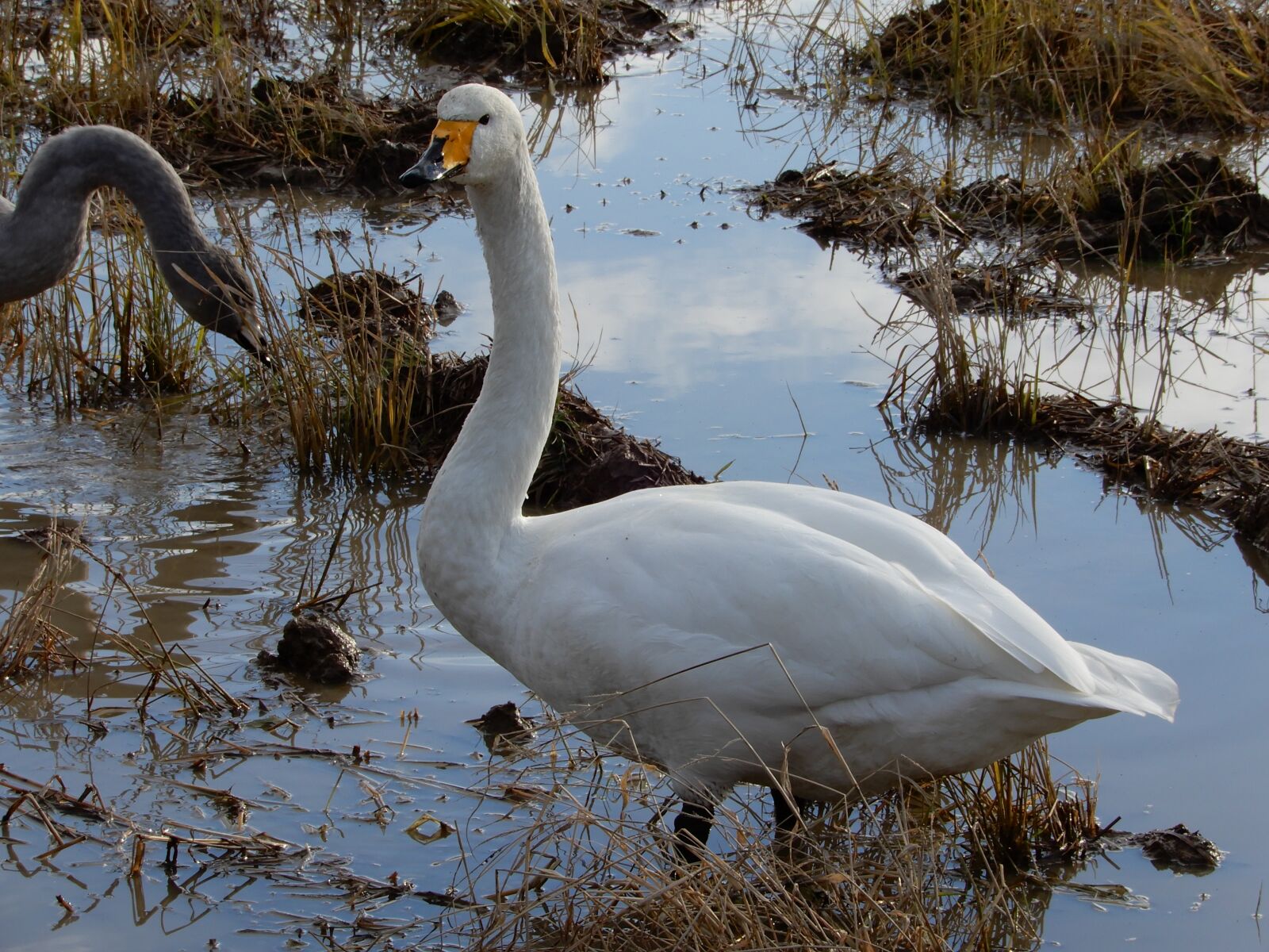 Nikon Coolpix A900 sample photo. Animal, swan, waterfowl photography