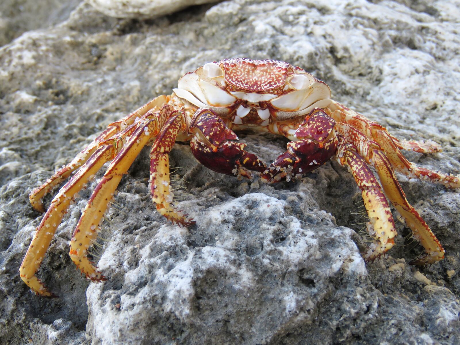 Canon PowerShot SX60 HS sample photo. Crab, crabs, ocean photography