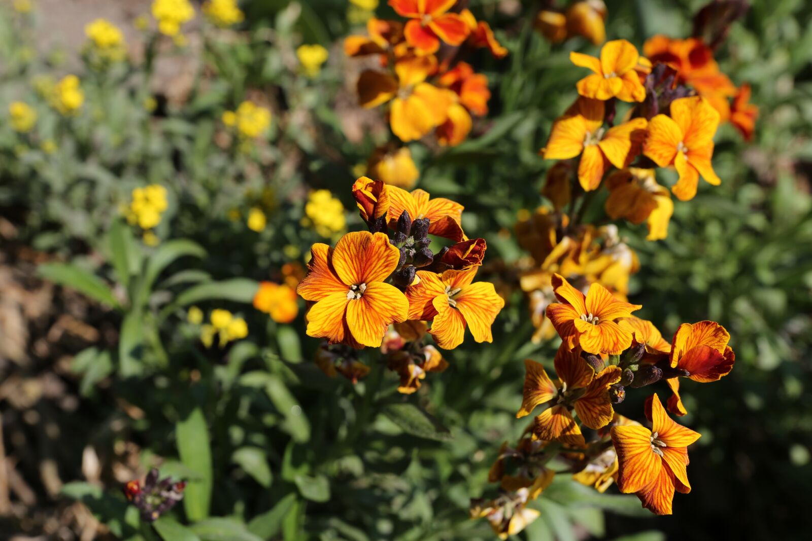 Canon EF 17-40mm F4L USM sample photo. Flower, plant, nature photography