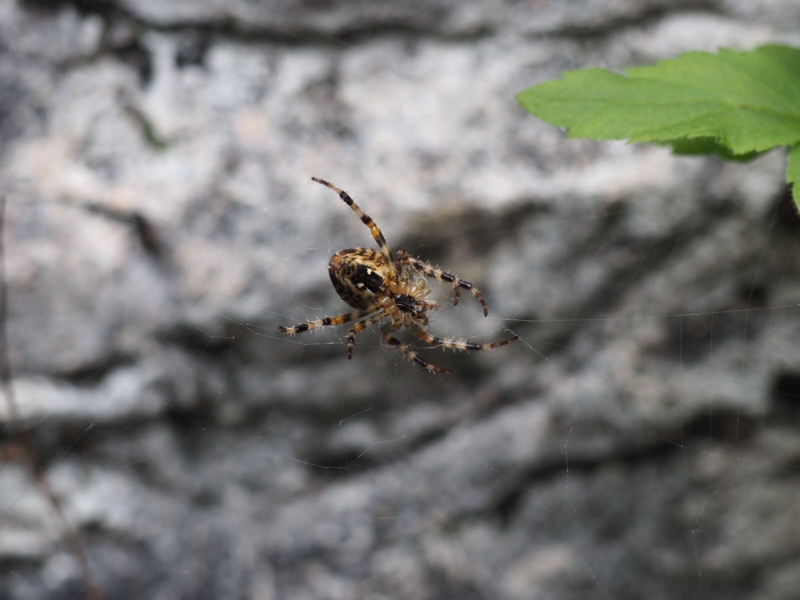 Olympus OM-D E-M10 sample photo. Araneus, spider, nature photography