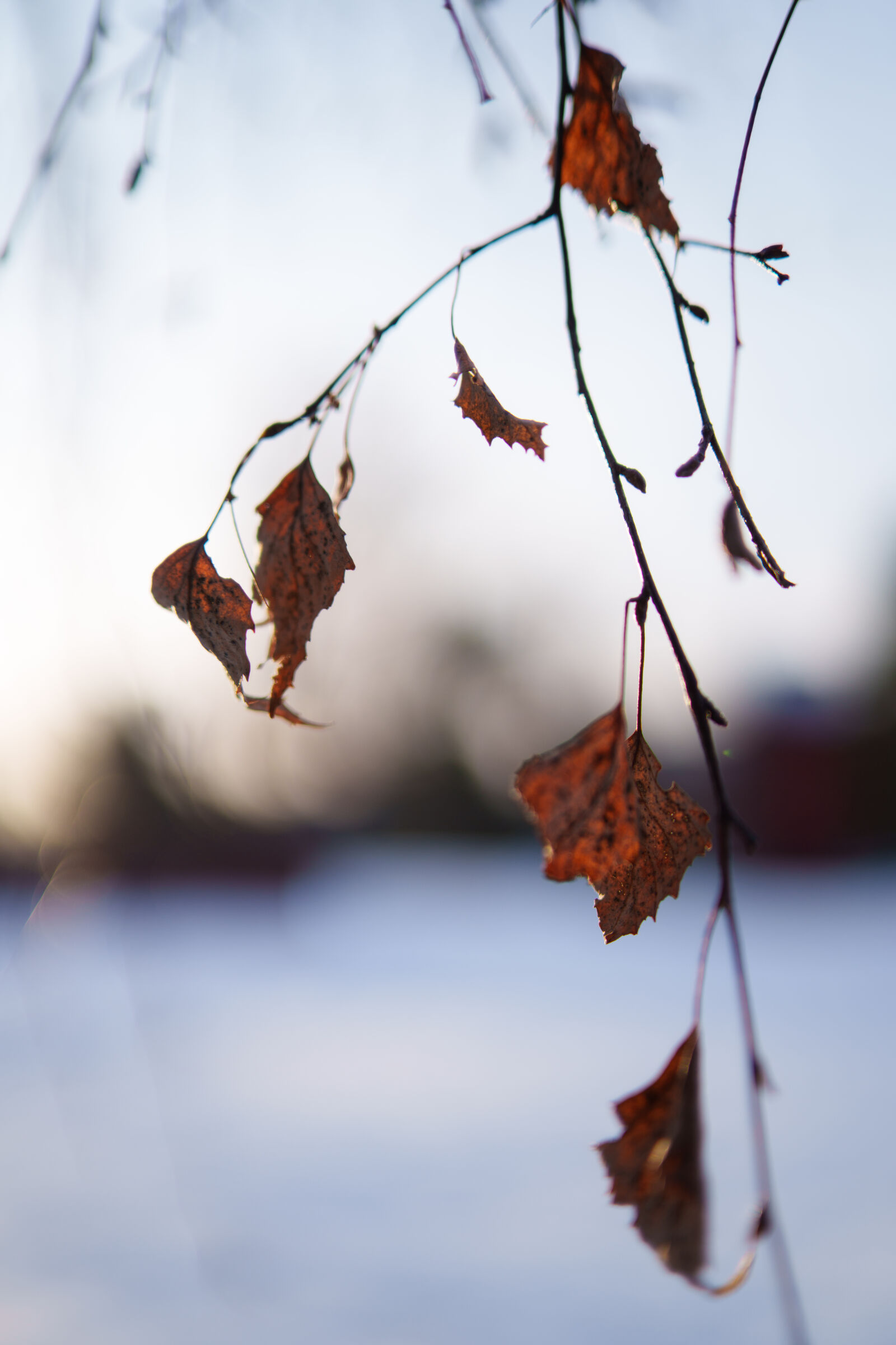 Samyang AF 35mm F1.4 P sample photo. Last leaves of the photography