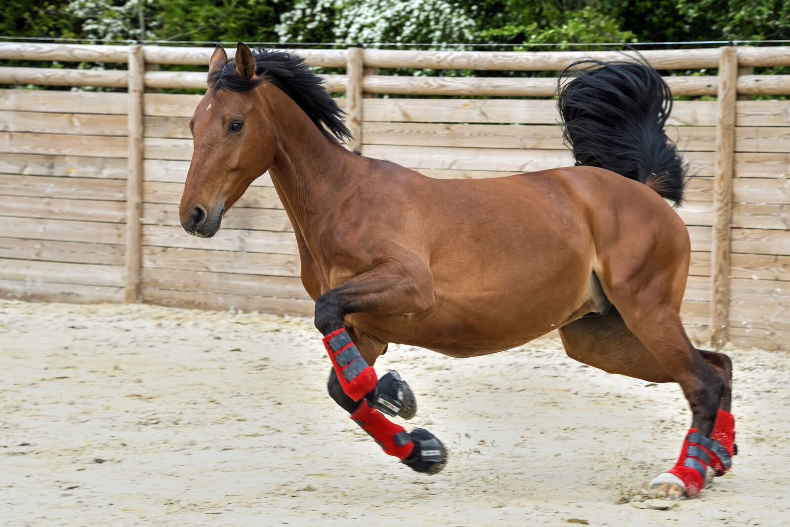 Nikon D500 sample photo. Horse, play, run photography