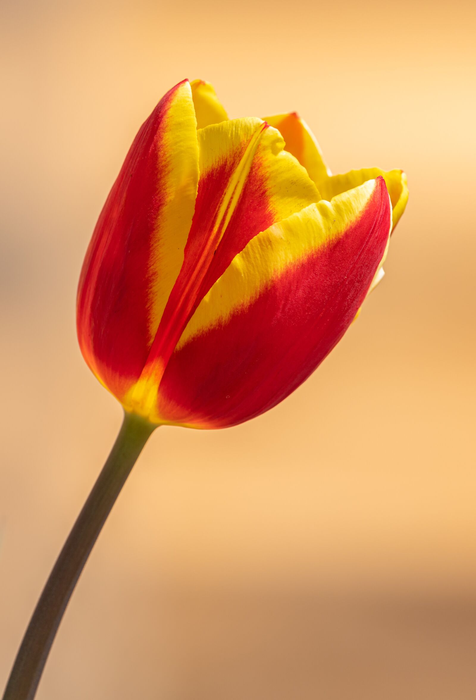 Nikon D850 sample photo. Tulip, orange, yellow photography