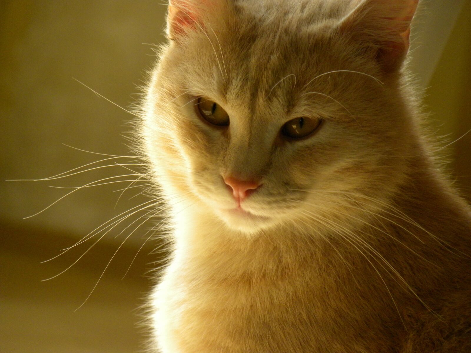 Nikon Coolpix P90 sample photo. Red cat, animals, cat photography