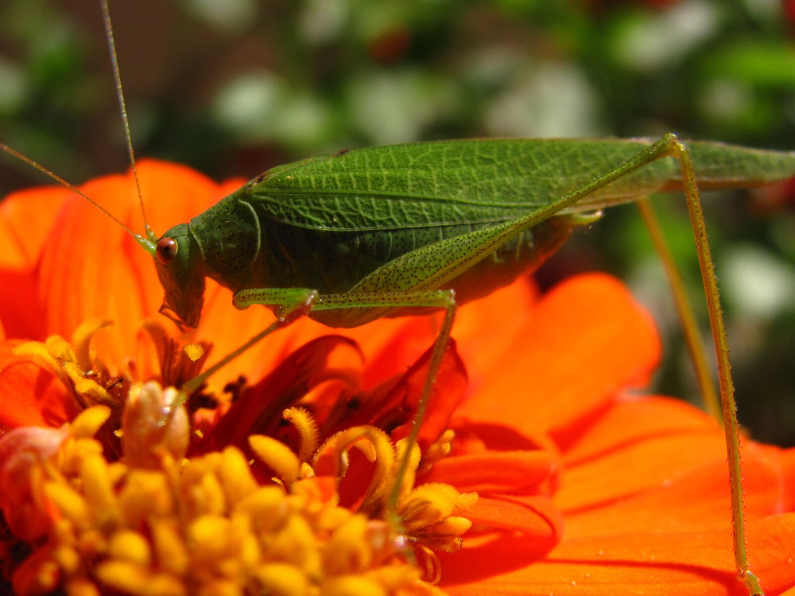 Canon PowerShot SX120 IS sample photo. Grasshopper, insects, insect photography