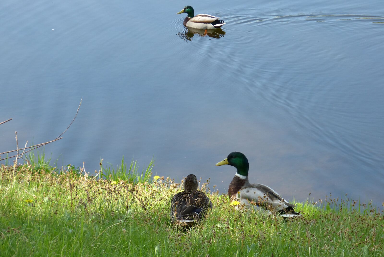 Panasonic Lumix DMC-FZ150 sample photo. Ducks, drake, mallard photography