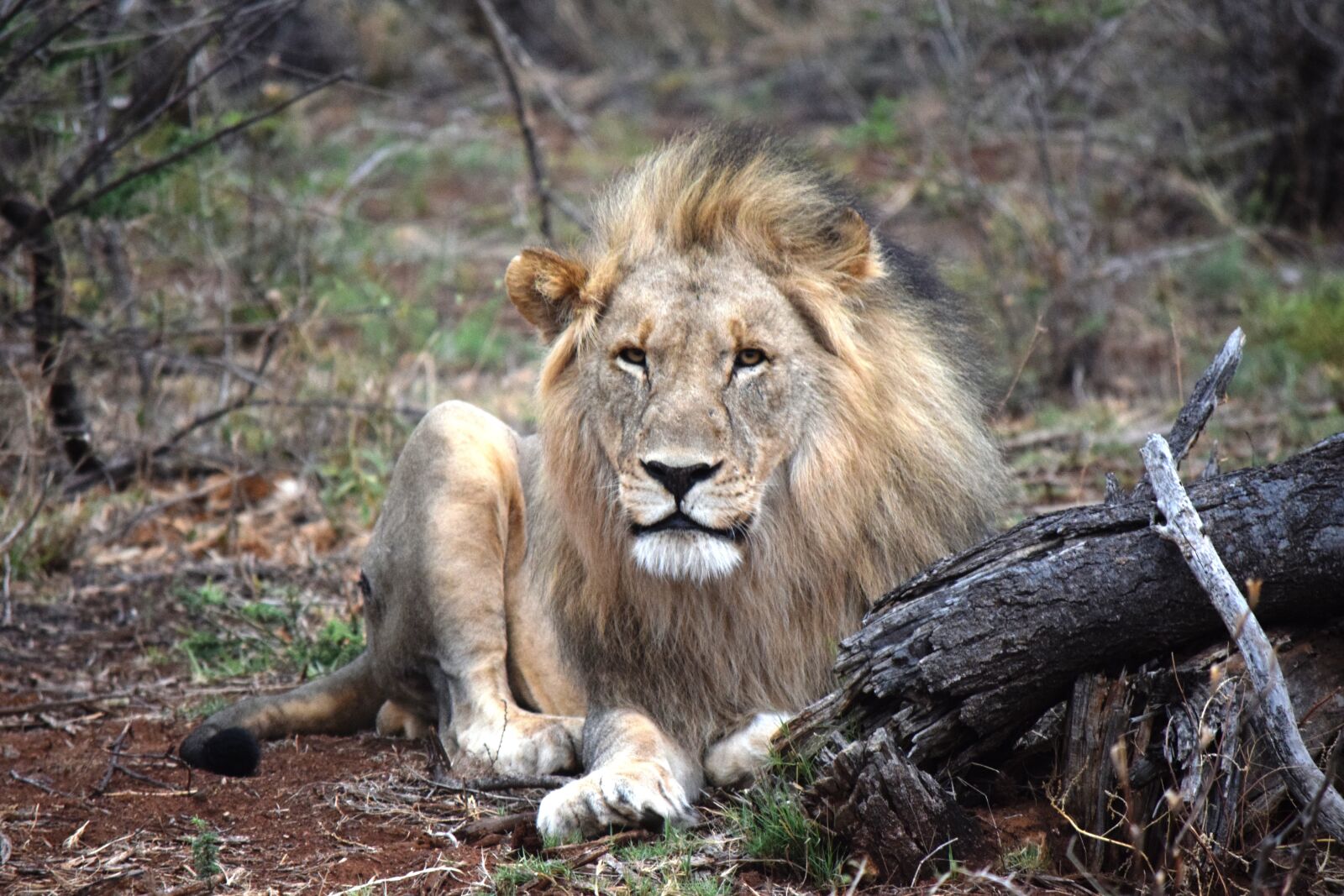 Nikon D5300 sample photo. Lion, african, face-on photography