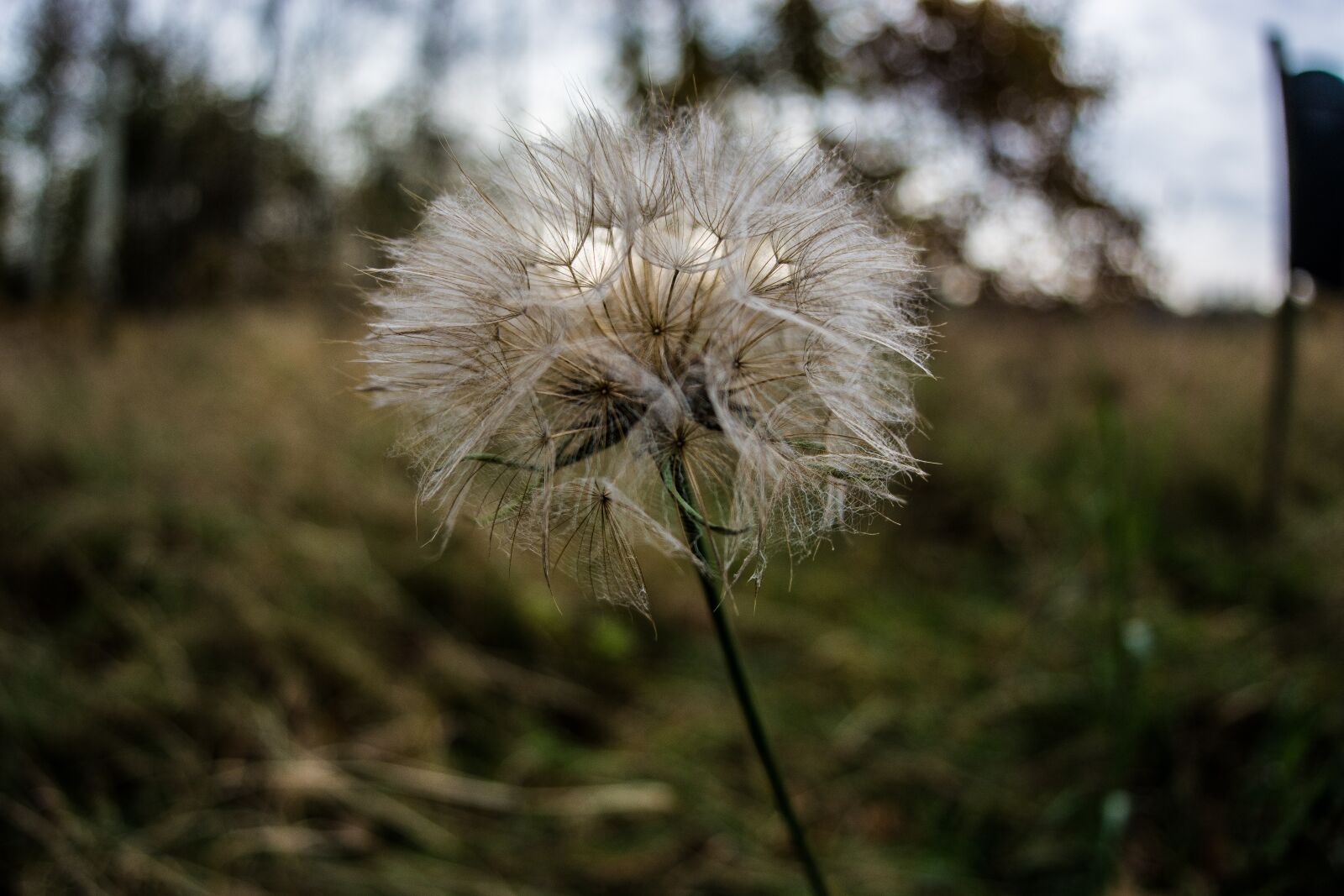 Nikon D7100 sample photo. Nature, blurred, outdoor photography