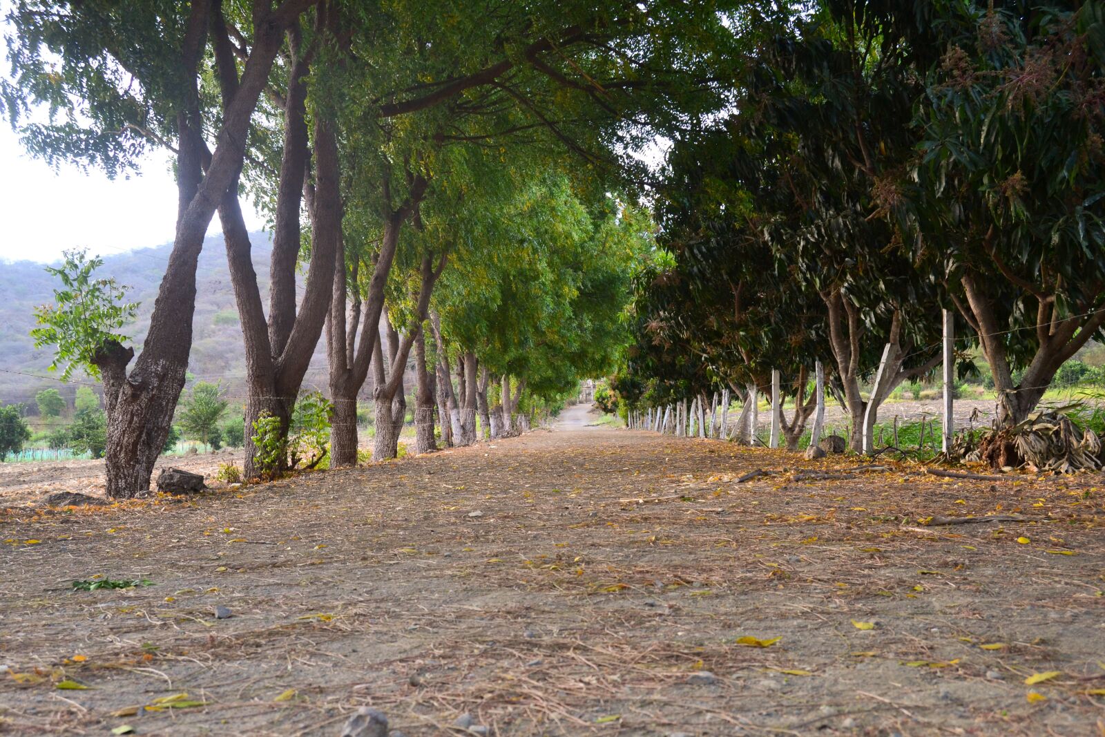 Nikon D3100 sample photo. Nature, trail, landscape photography