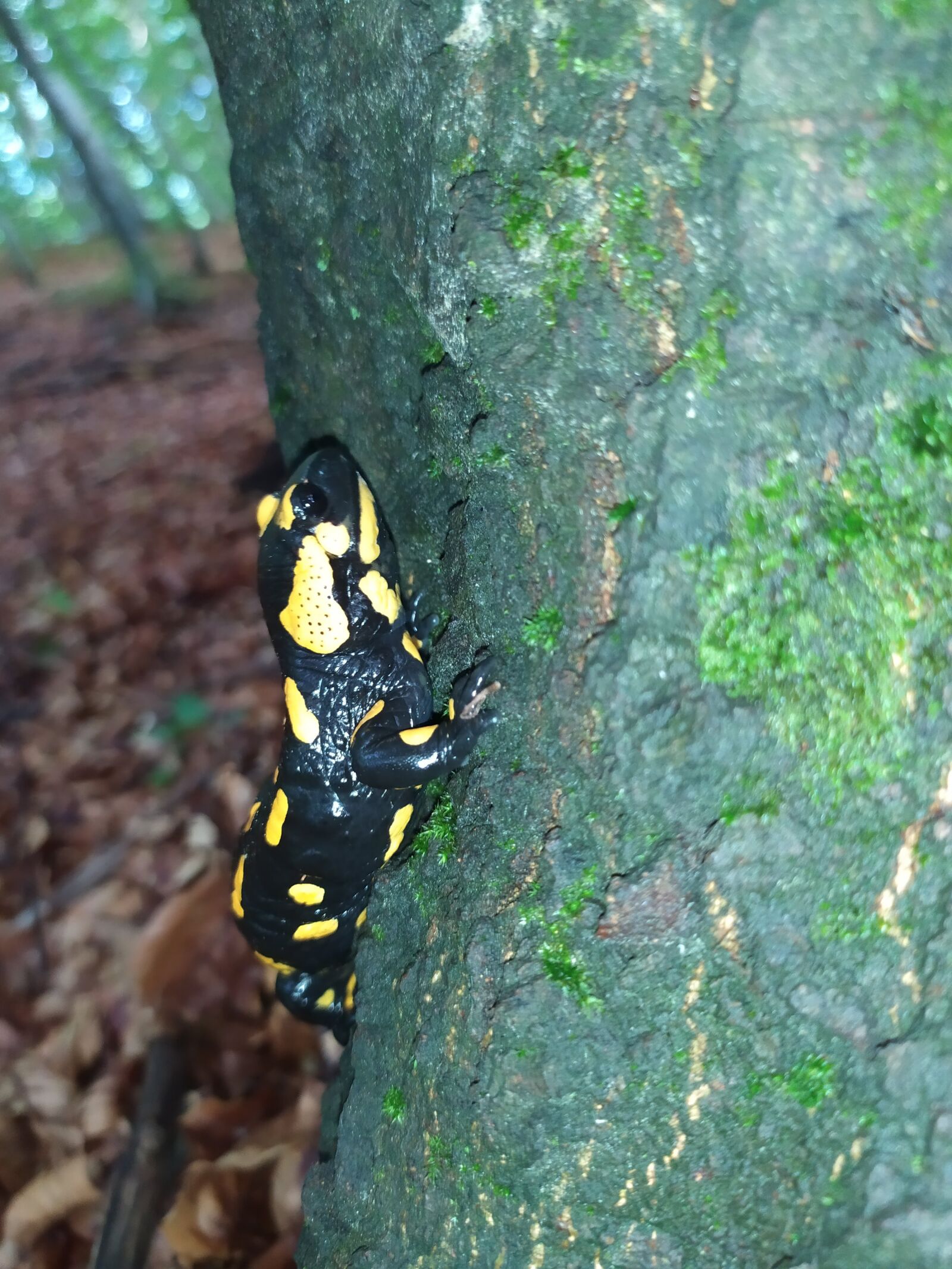 Xiaomi Redmi Note 7 sample photo. Amphibians, salamander, fire salamander photography