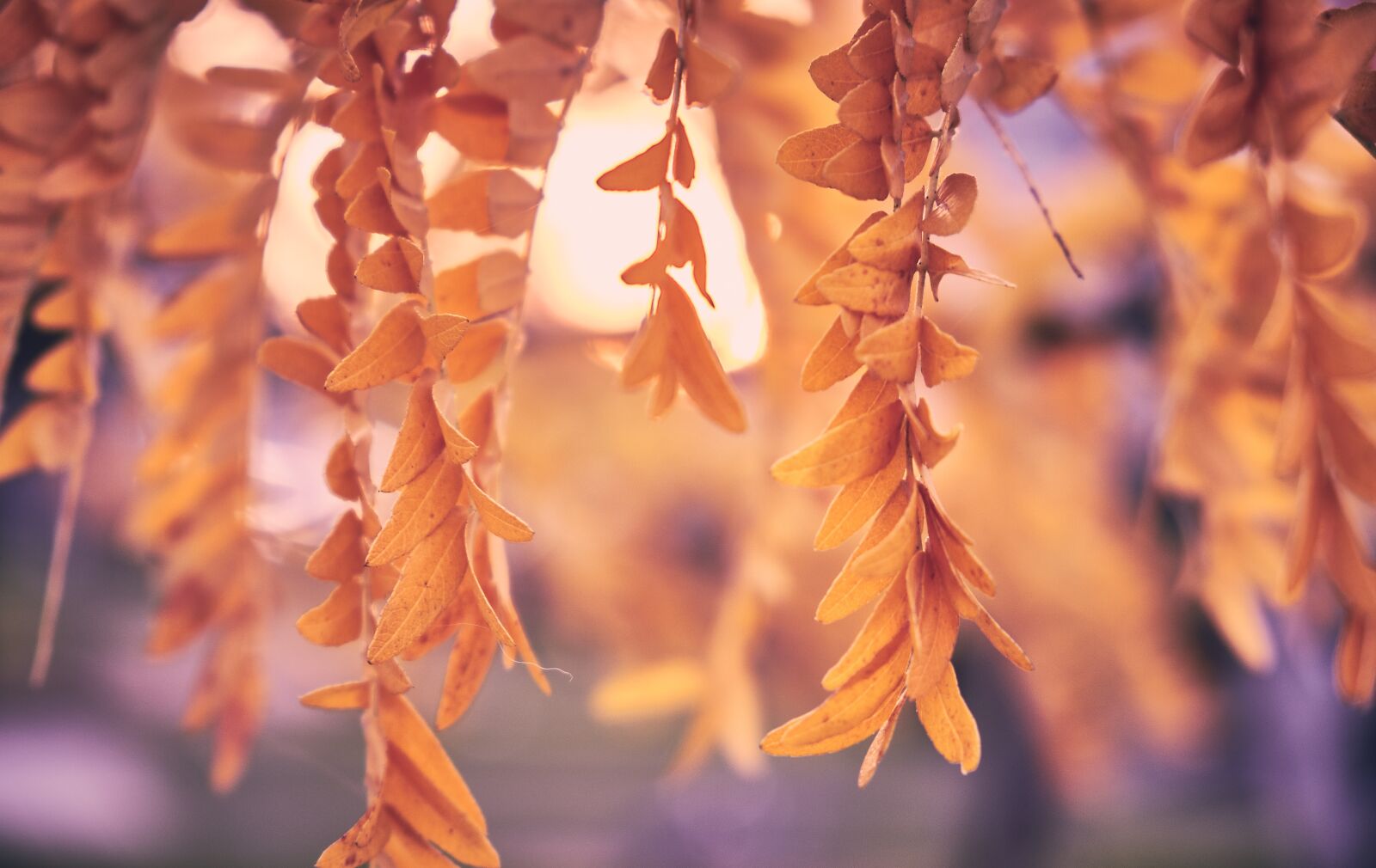 Fujifilm XF 18-55mm F2.8-4 R LM OIS sample photo. Honey locust, autumn, leaves photography