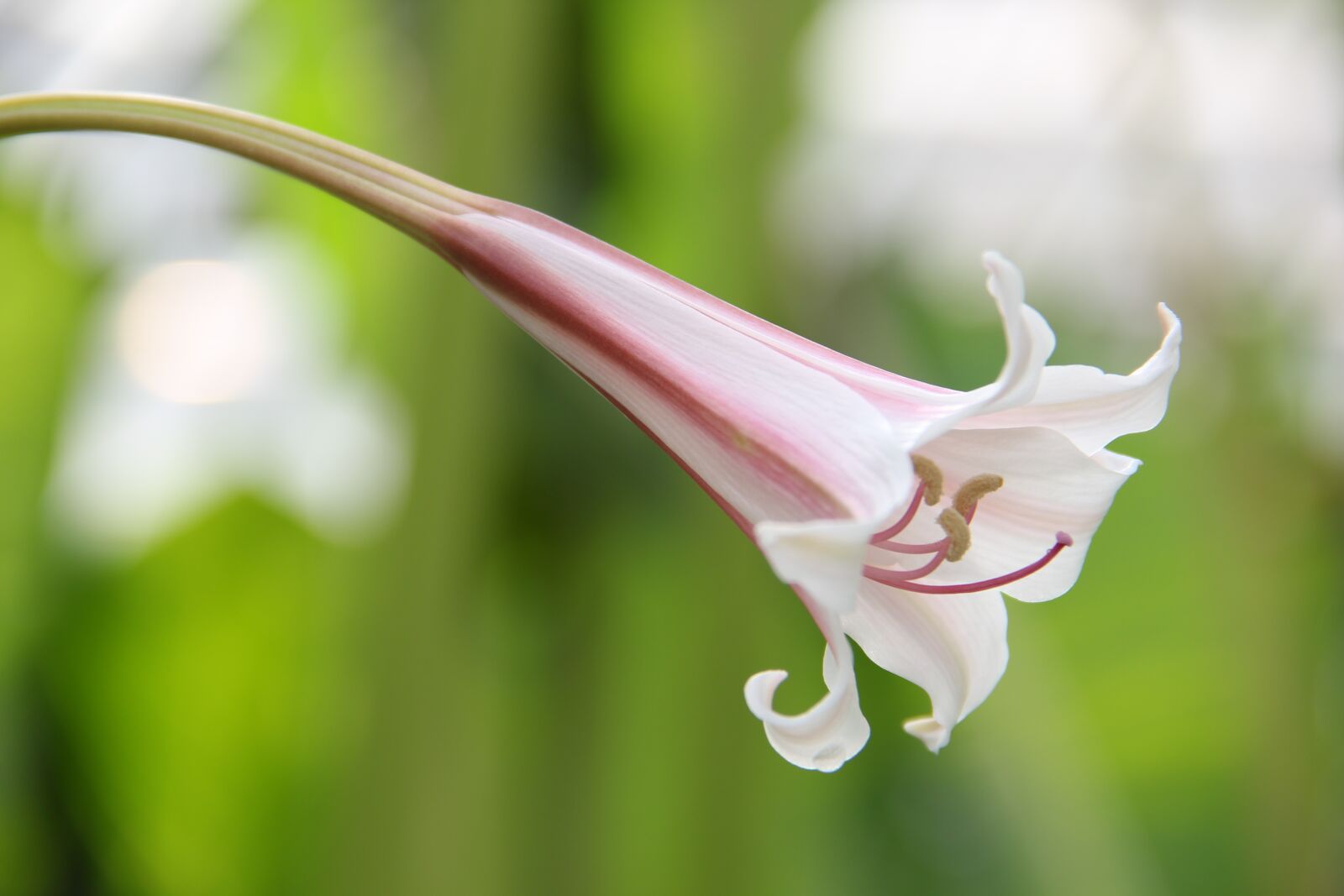 Canon EOS 60D sample photo. Plant, botany, macro photography