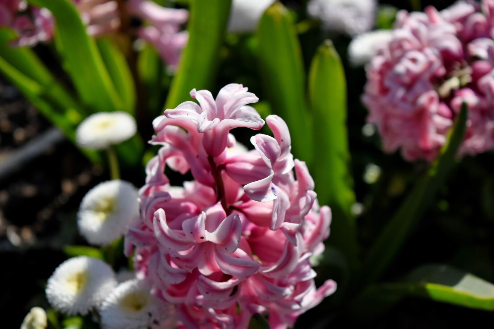 Nikon D5500 sample photo. Garden, blossom, nature, flora photography