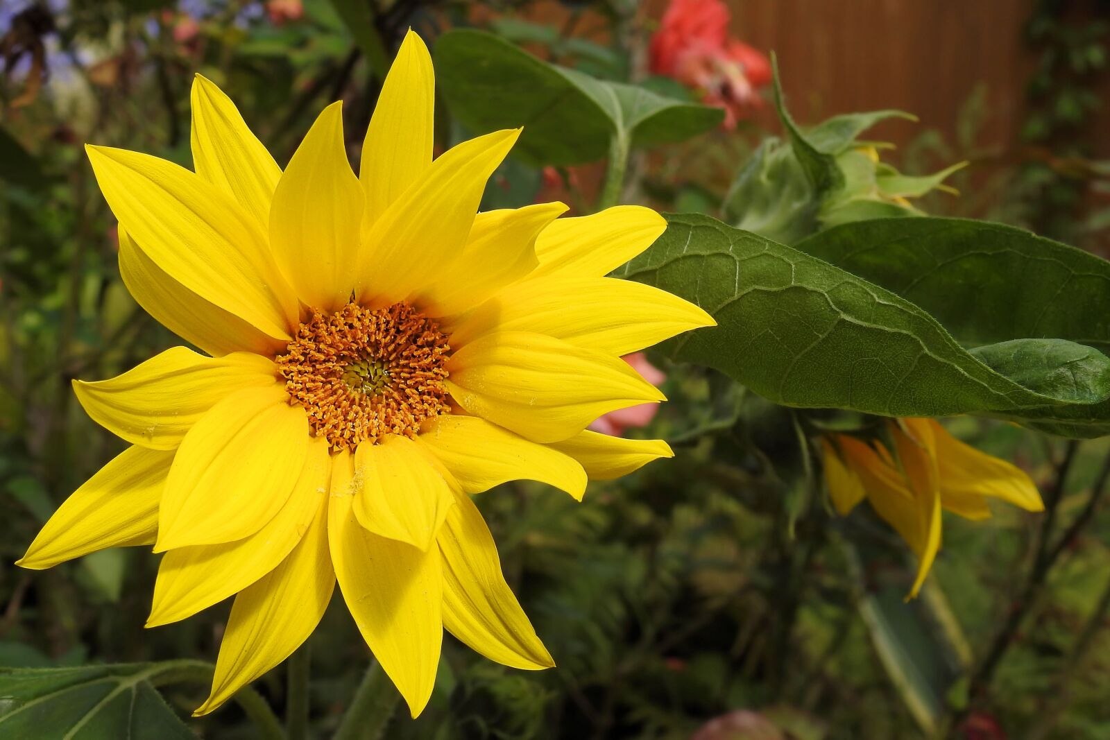 Nikon Coolpix P900 sample photo. Sunflower, helianthus jerusalem artichokes photography