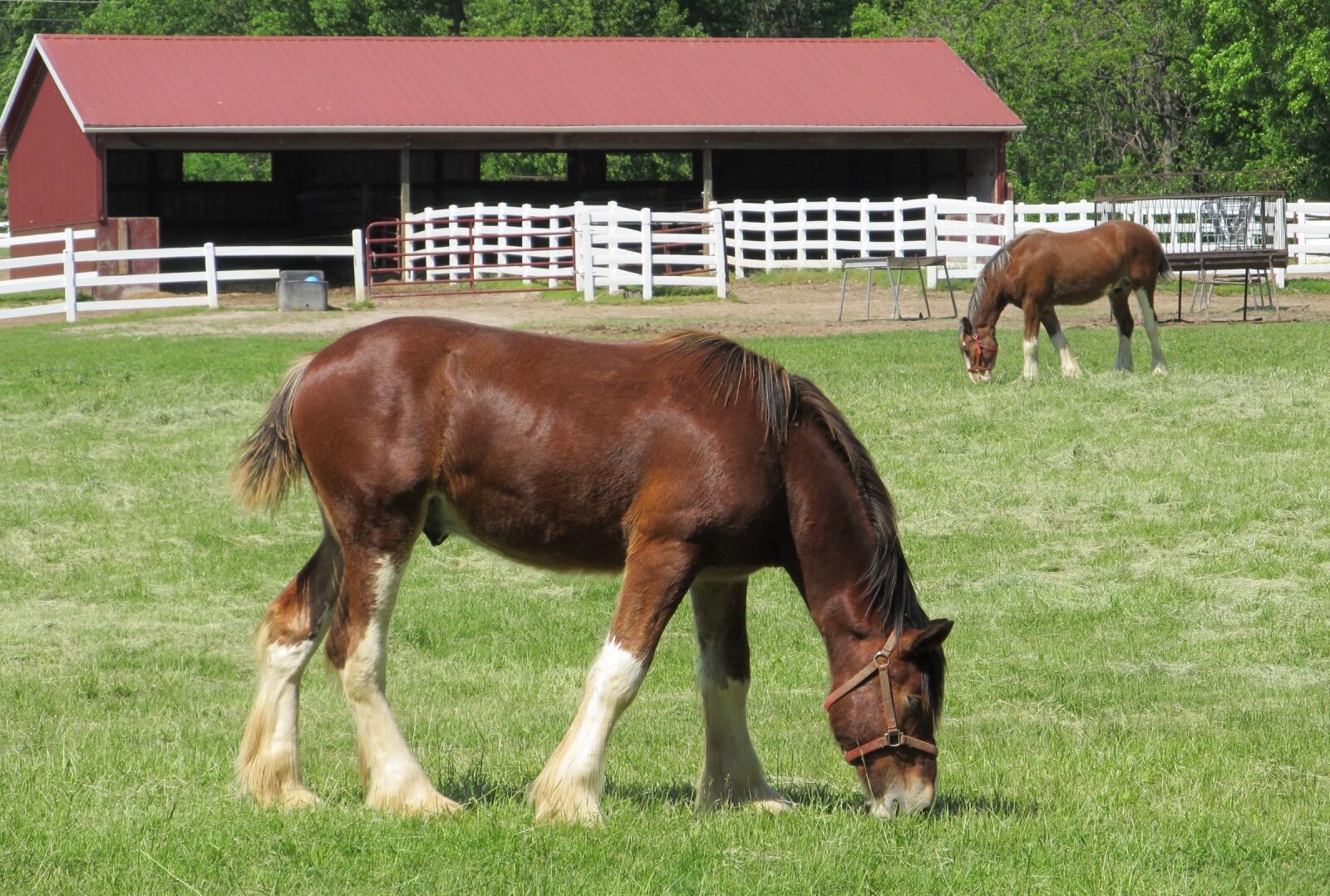 Canon PowerShot SX130 IS sample photo. Clydesdales, horses, yearlings photography
