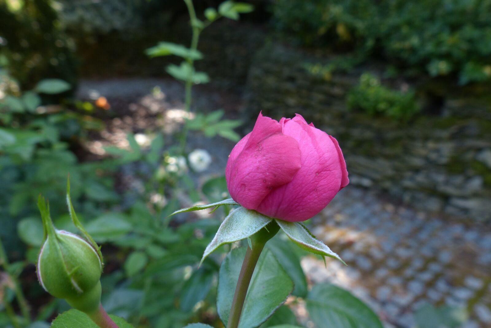 Panasonic Lumix DMC-FZ200 sample photo. Rose, garden, nature photography