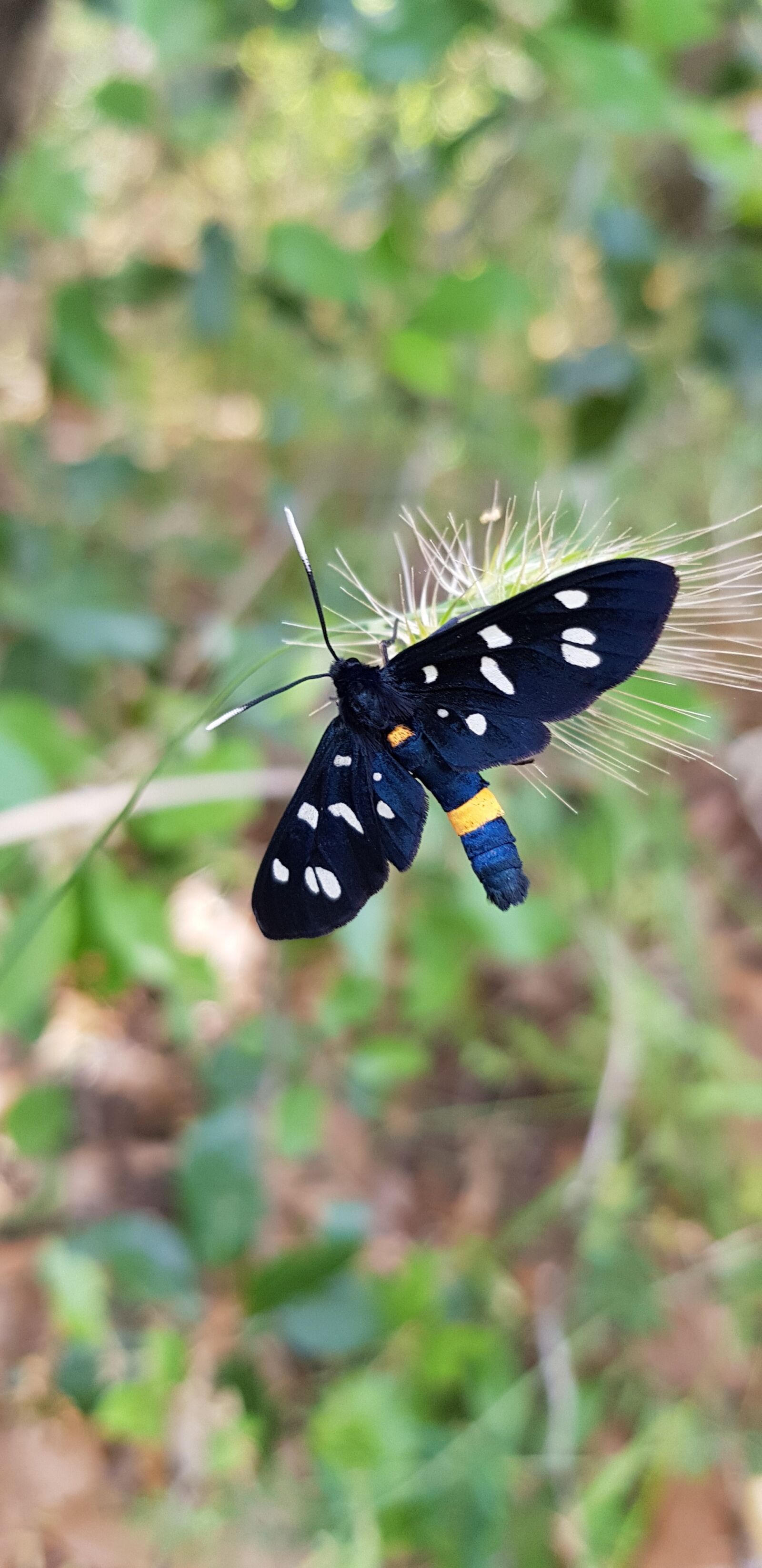Samsung Galaxy S8 sample photo. Nature, butterfly, in the photography