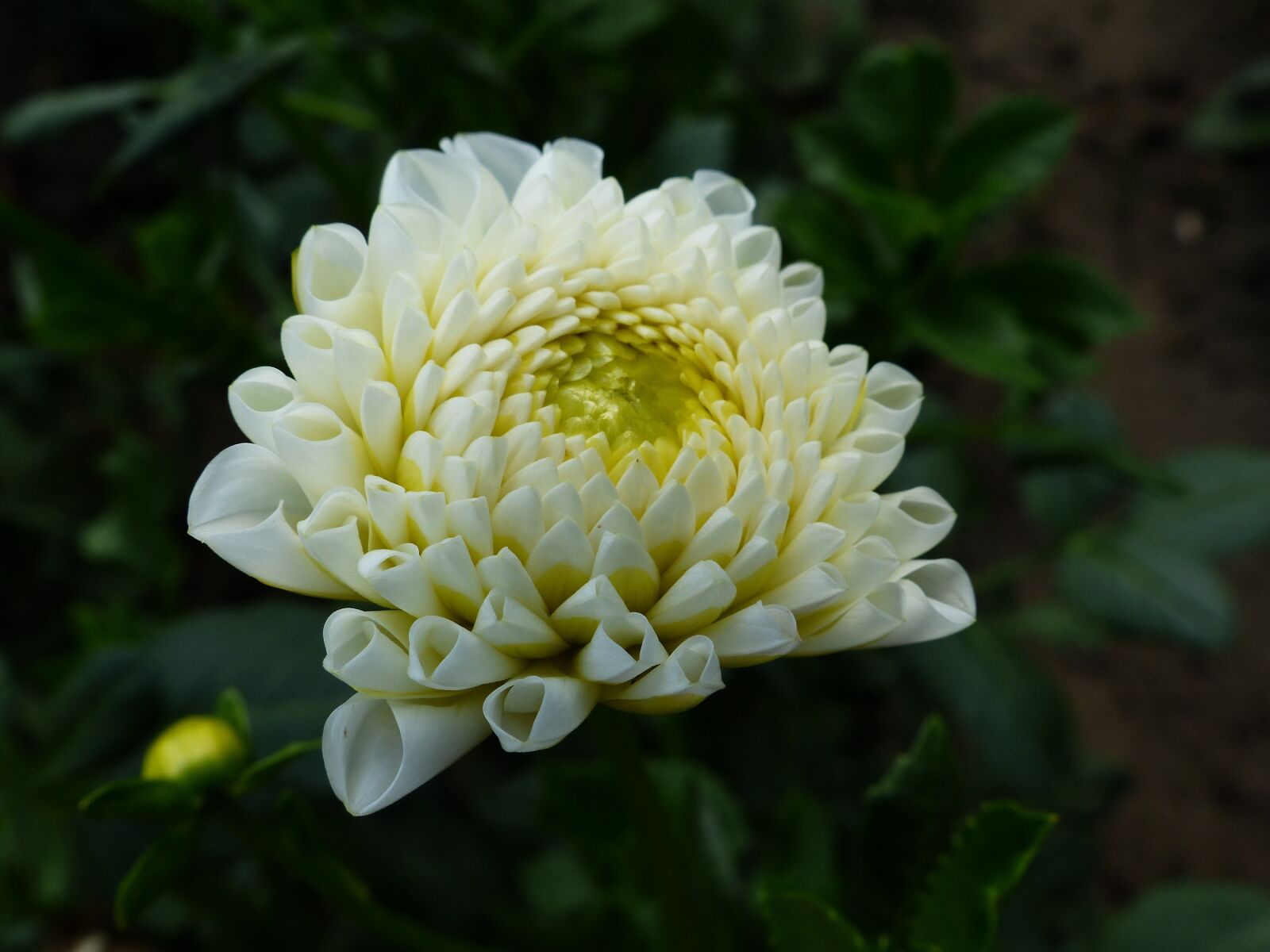 Panasonic PHOTOfunSTUDIO 8.3 PE sample photo. Dahlia, flower, bloom photography