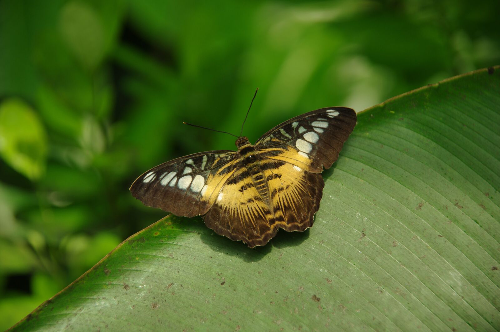 Pentax K20D sample photo. Butterfly, the botanical garden photography