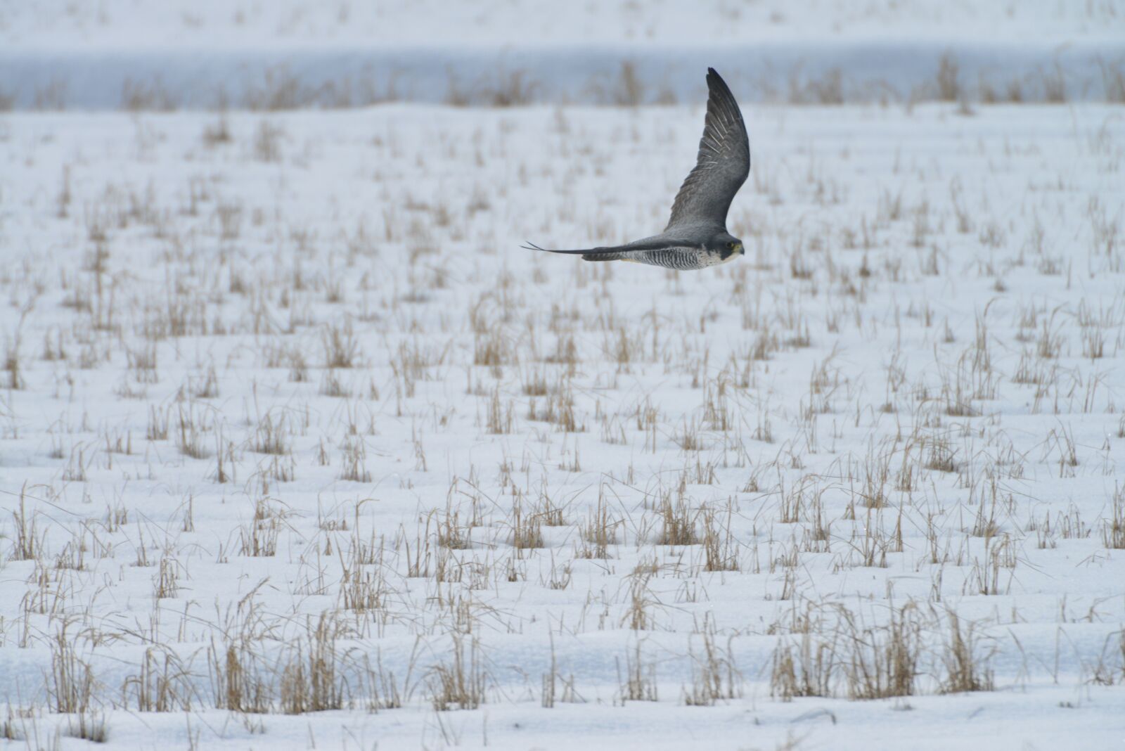 Nikon D800 sample photo. Winter, snow, bird photography
