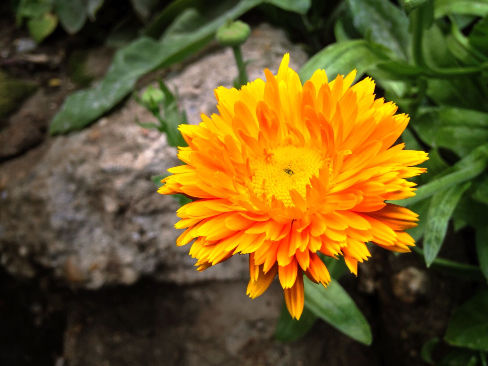 iPhone 5c back camera 4.12mm f/2.4 sample photo. Calendula officinalis, pot, medicinal photography