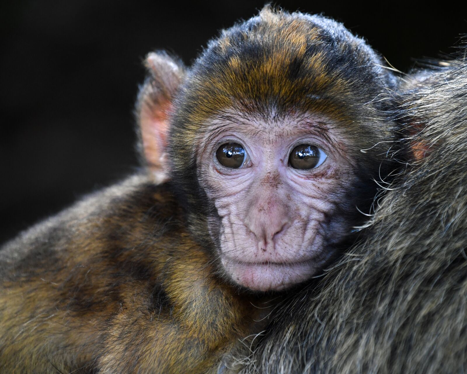 Nikon D500 sample photo. Monkey, baby, barbary macaque photography