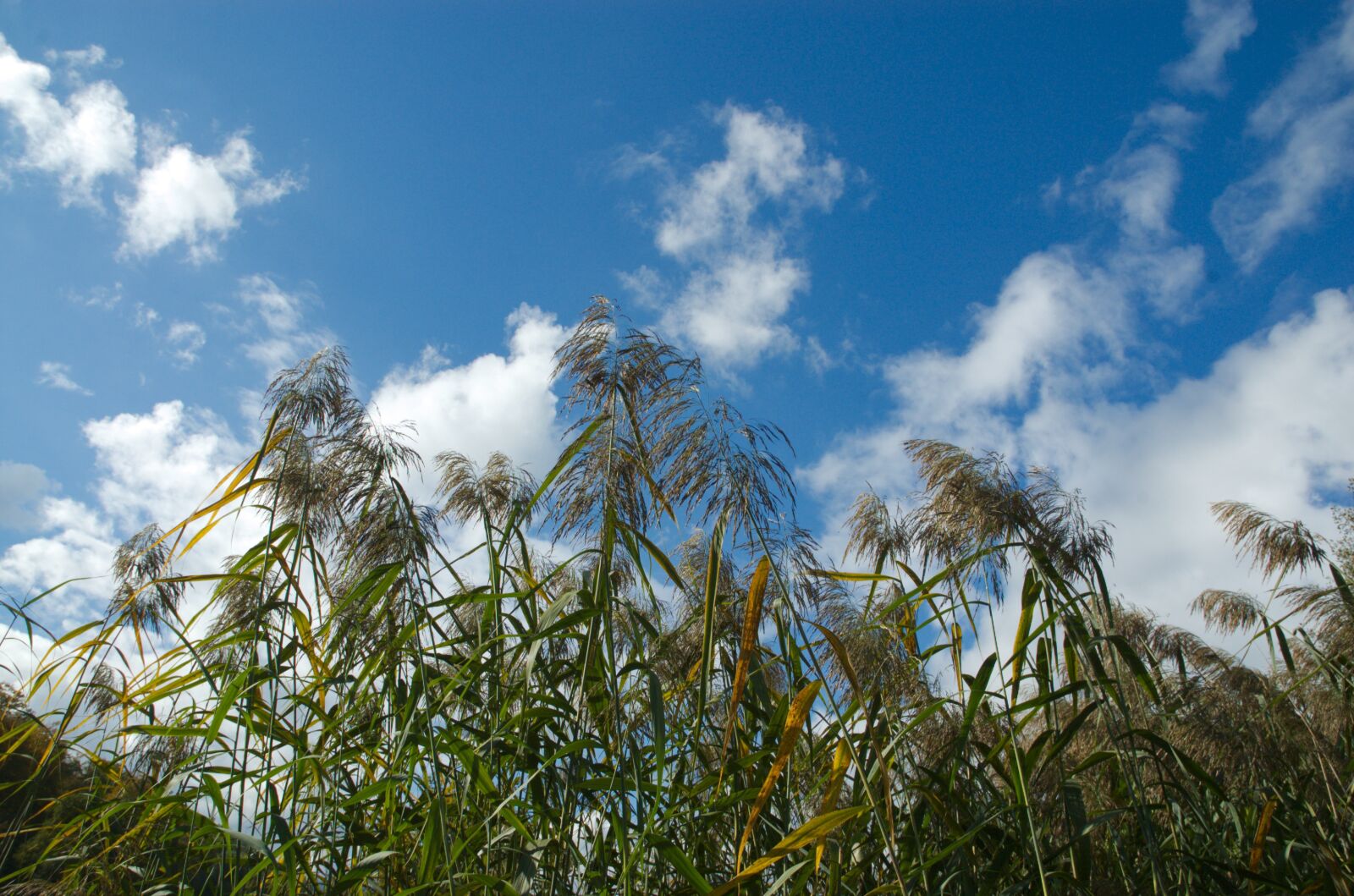 Nikon D70 sample photo. Reed, clouds, sky photography