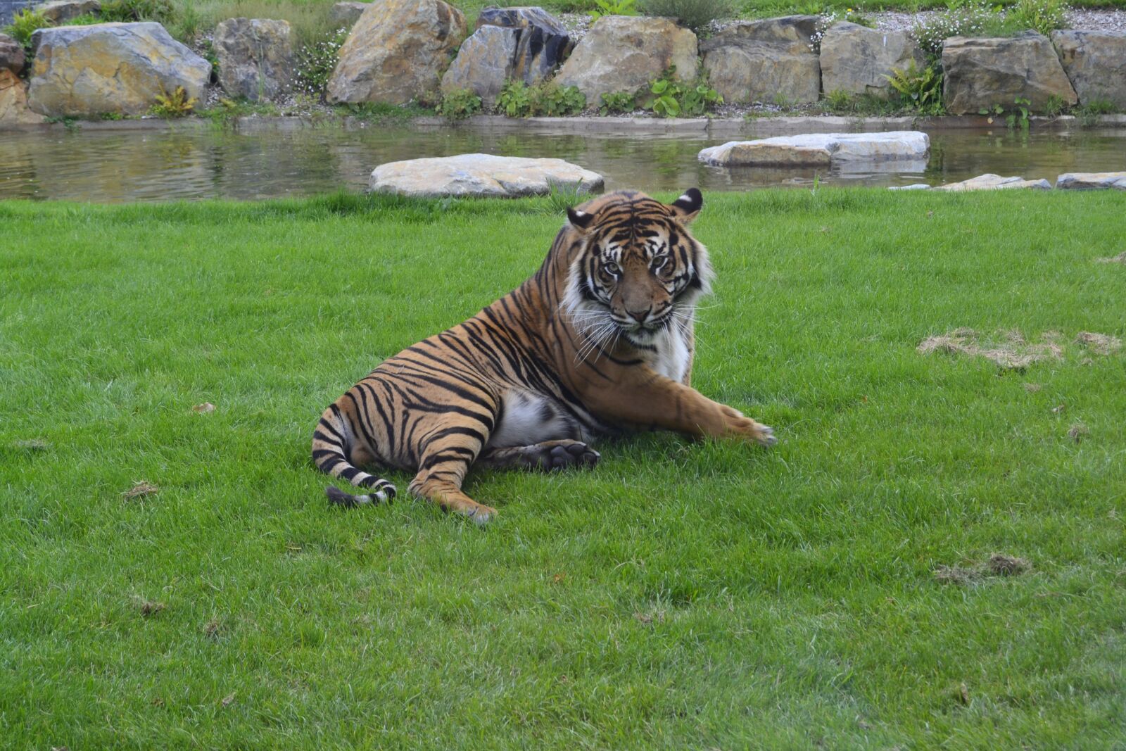 Nikon D3100 sample photo. Lawn, nature, animals photography