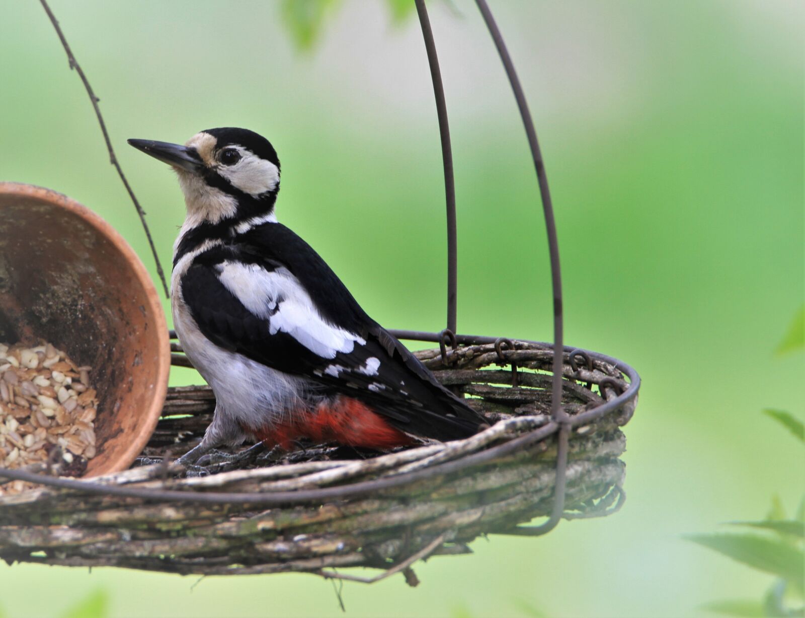 Tamron SP 150-600mm F5-6.3 Di VC USD sample photo. Great spotted woodpecker, feeding photography