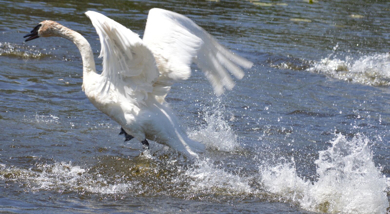 Nikon D3200 sample photo. Swan, pond, bird photography