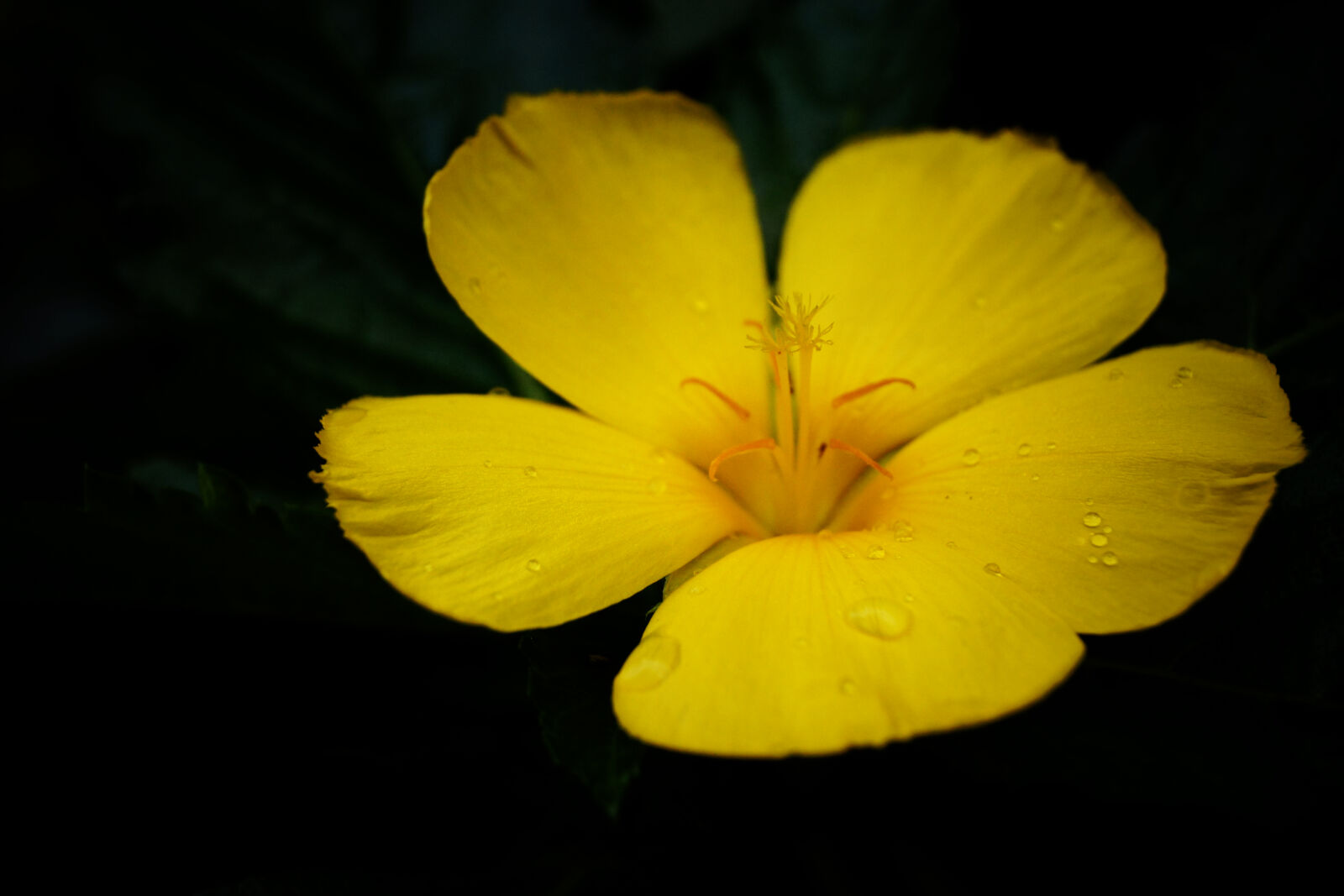 Sony SLT-A65 (SLT-A65V) + Sony DT 18-55mm F3.5-5.6 SAM sample photo