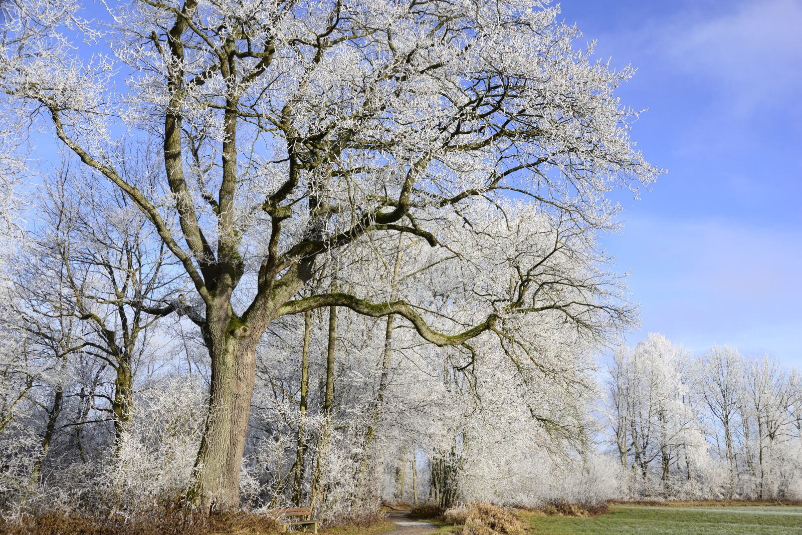 Nikon D610 sample photo. Hoarfrost, cold, winter photography