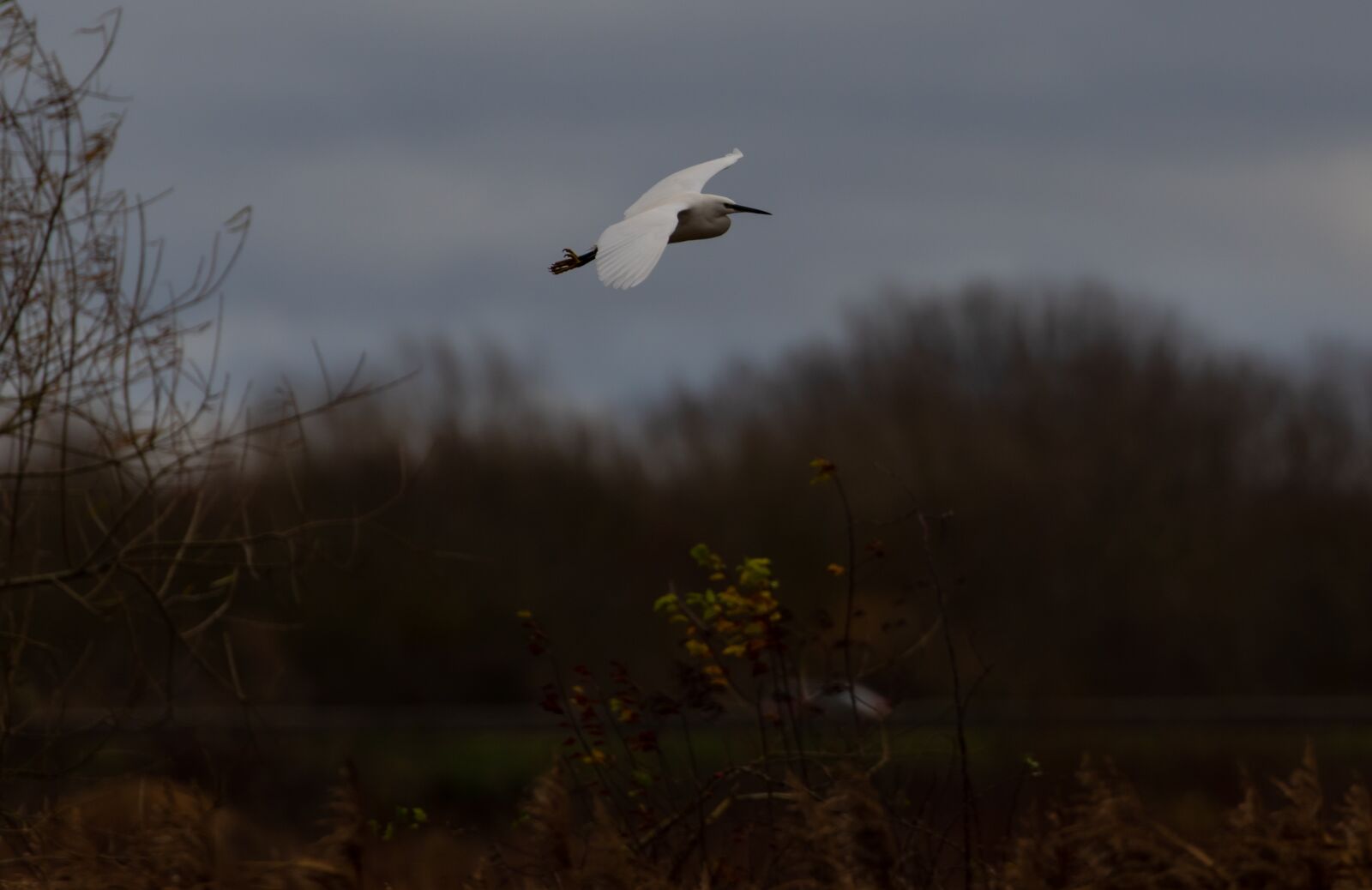 Canon EOS 7D Mark II sample photo. Egret in flight, flying photography