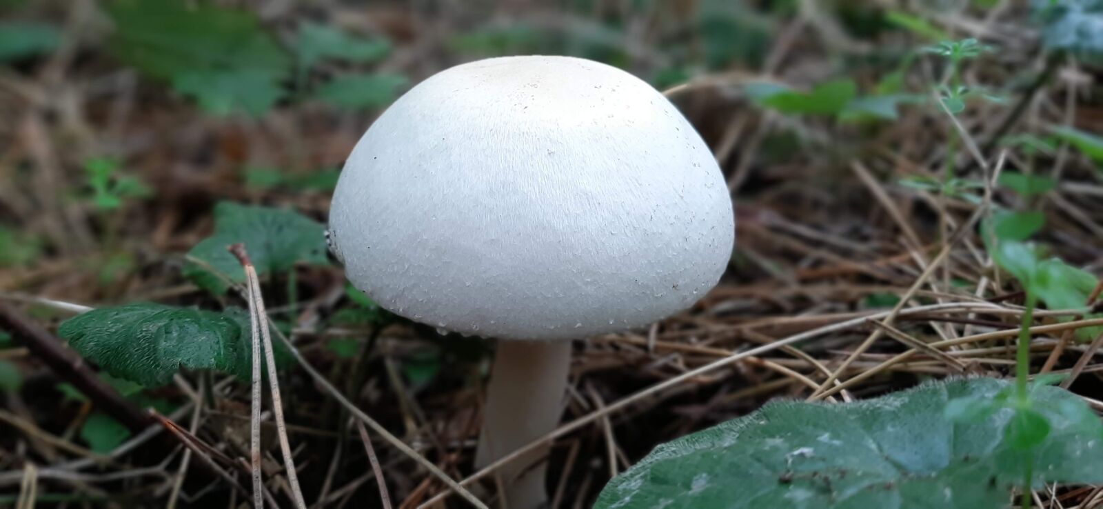 Samsung Galaxy A50 sample photo. Mushroom, autumn, forest photography