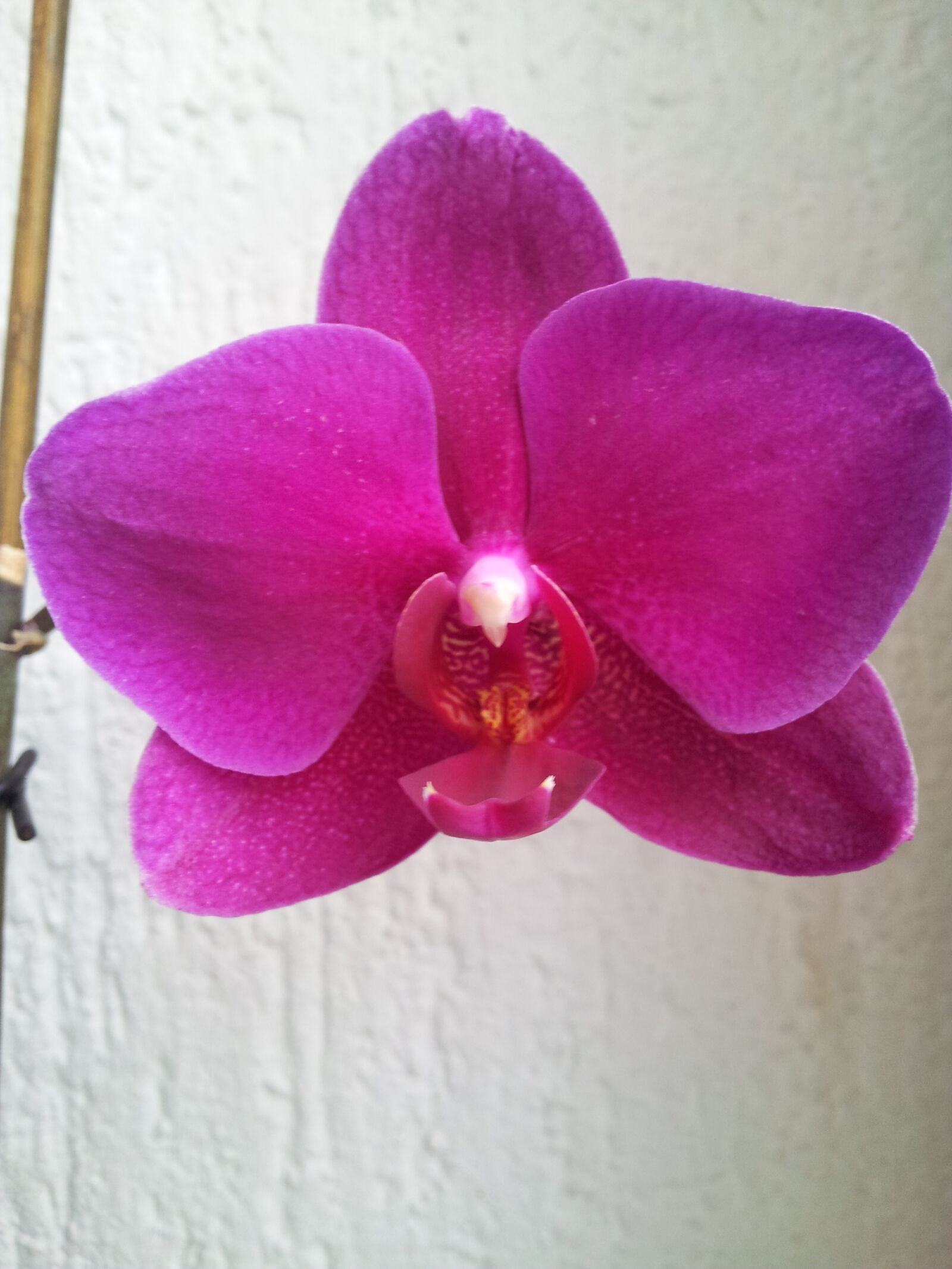 Samsung Galaxy S2 sample photo. Orchid, flower, pink photography