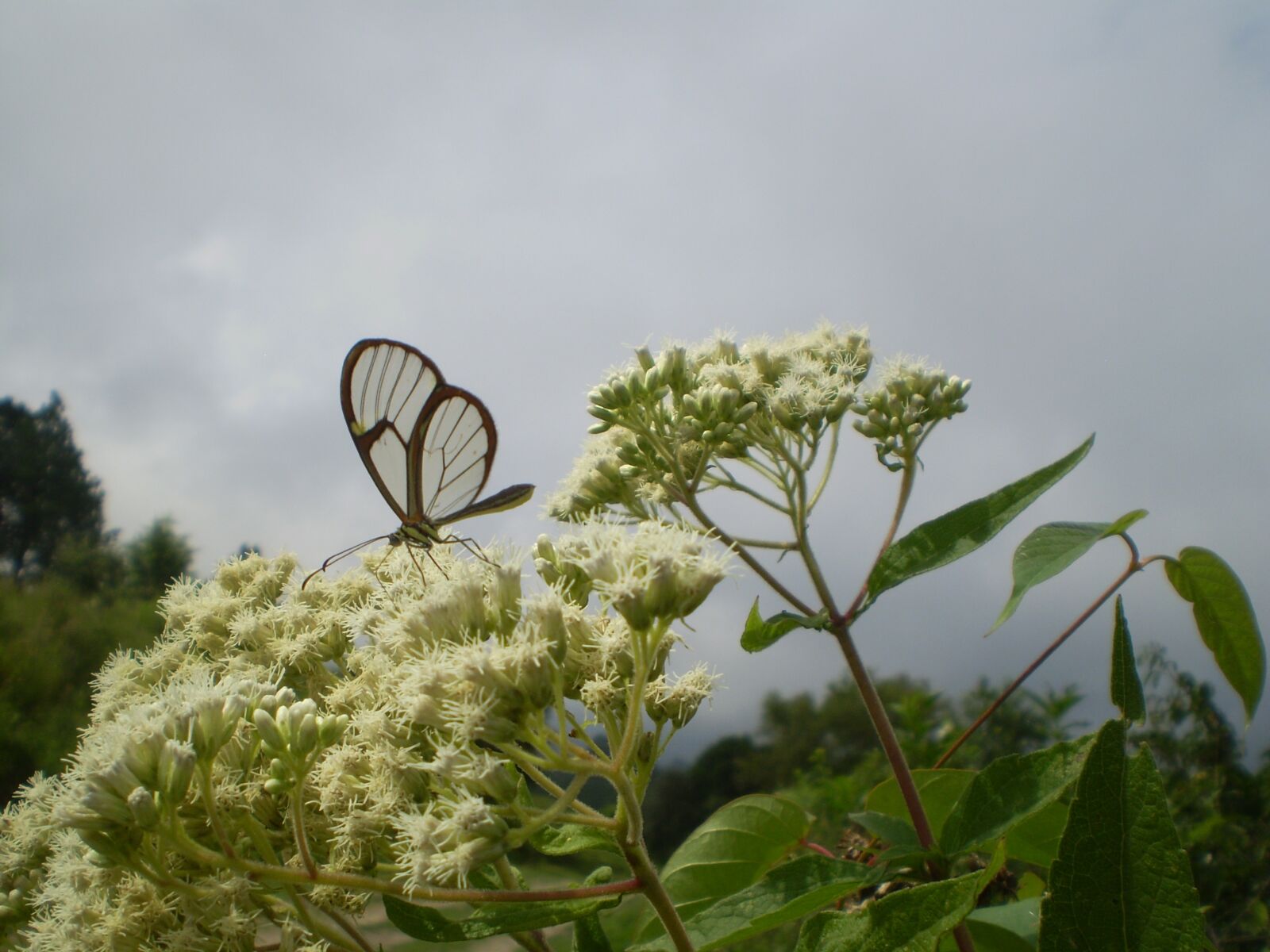 Olympus FE210,X775 sample photo. Butterfly, of cristal, transparent photography