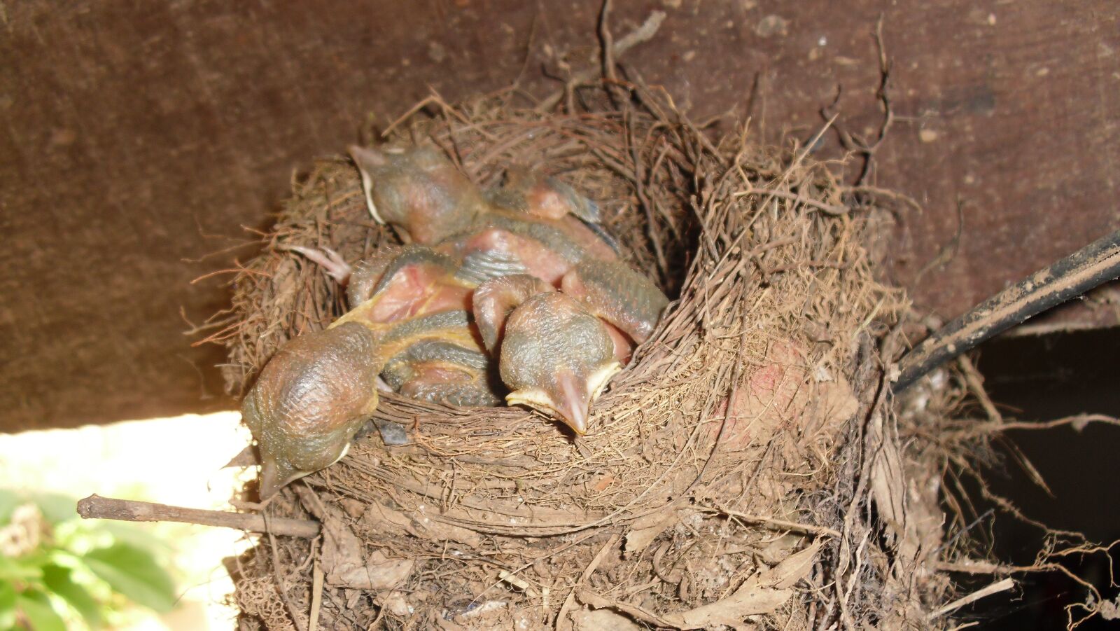 CASIO EX-Z37 sample photo. Birds, puppies, nest photography