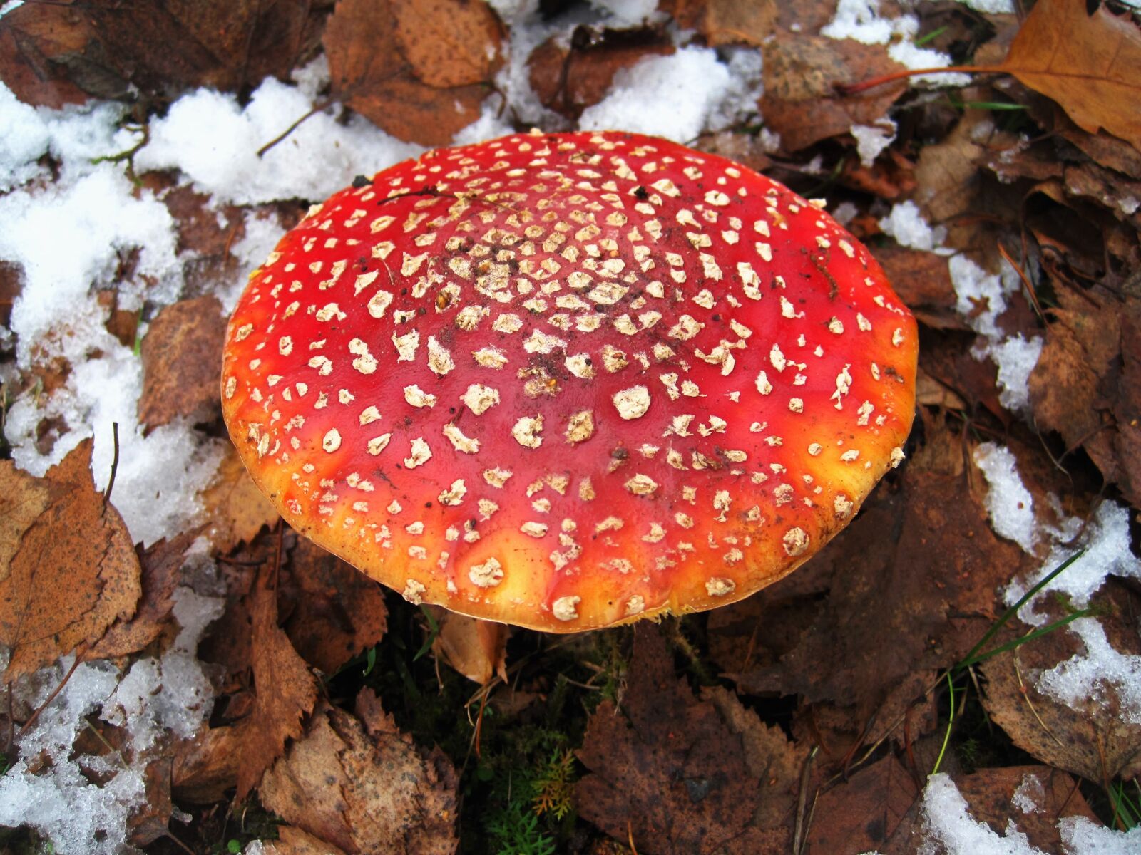 Canon PowerShot SD1200 IS (Digital IXUS 95 IS / IXY Digital 110 IS) sample photo. Fly agaric, first snow photography
