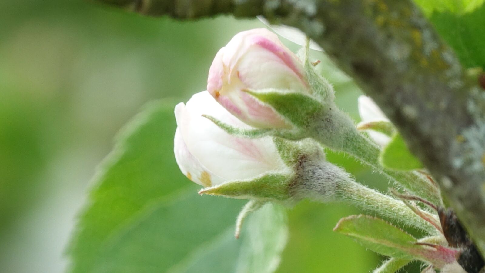 Sony Cyber-shot DSC-RX10 III sample photo. Nature, leaf, flower photography