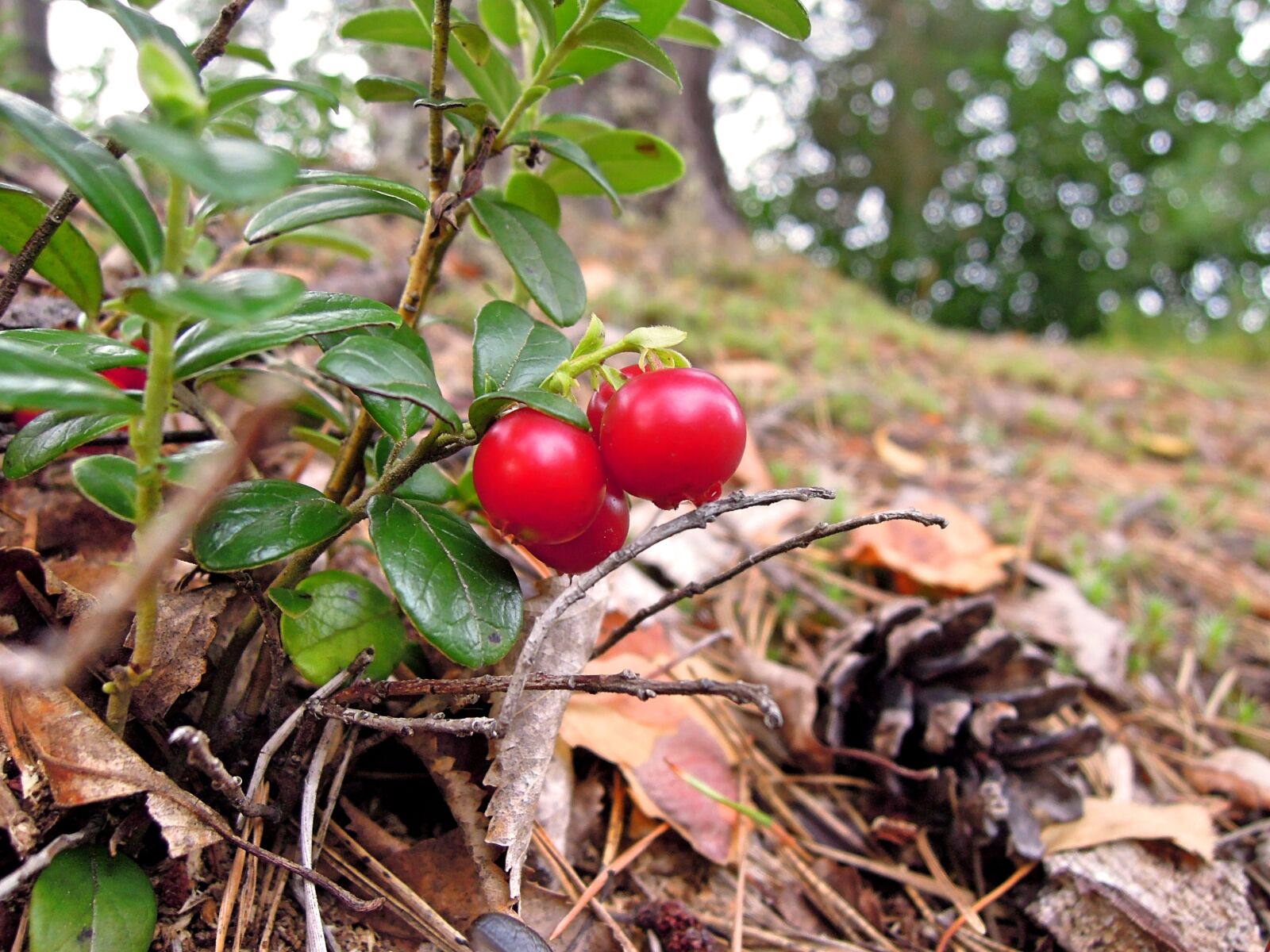 Nikon Coolpix P300 sample photo. Cowberry, lingonberry twig, twig photography