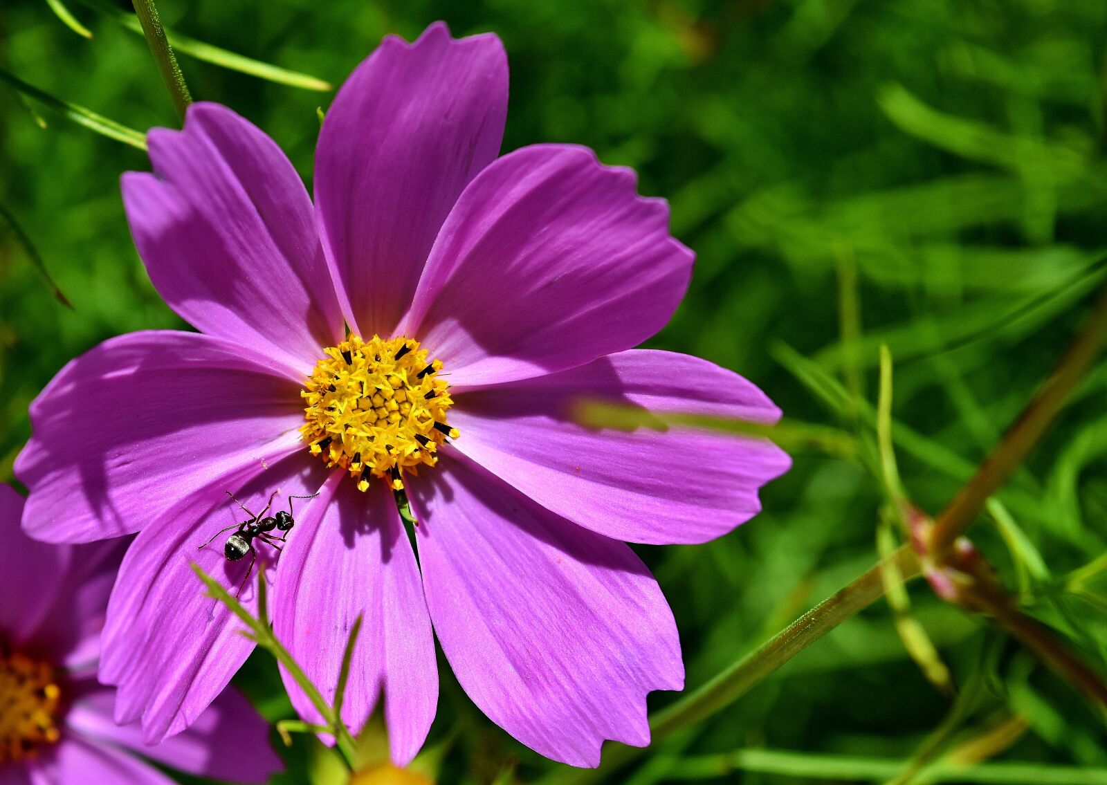 Nikon D7200 sample photo. Flower, purple, ant photography