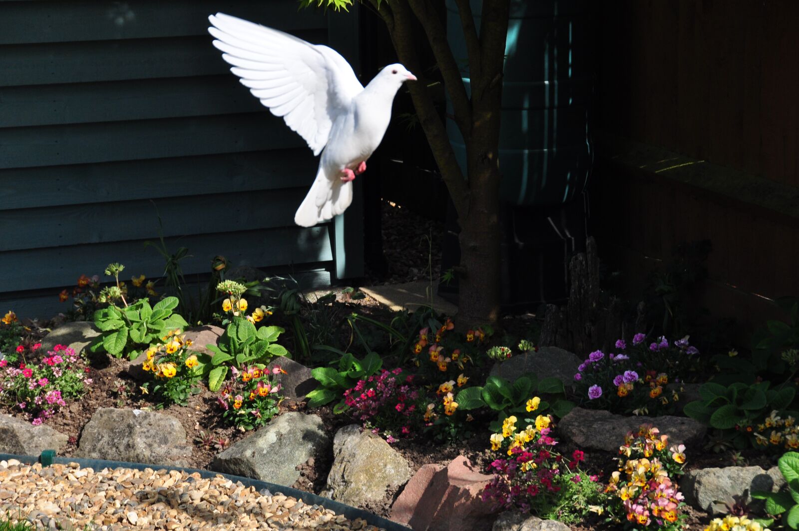 Nikon D90 sample photo. Dove, in, flight photography