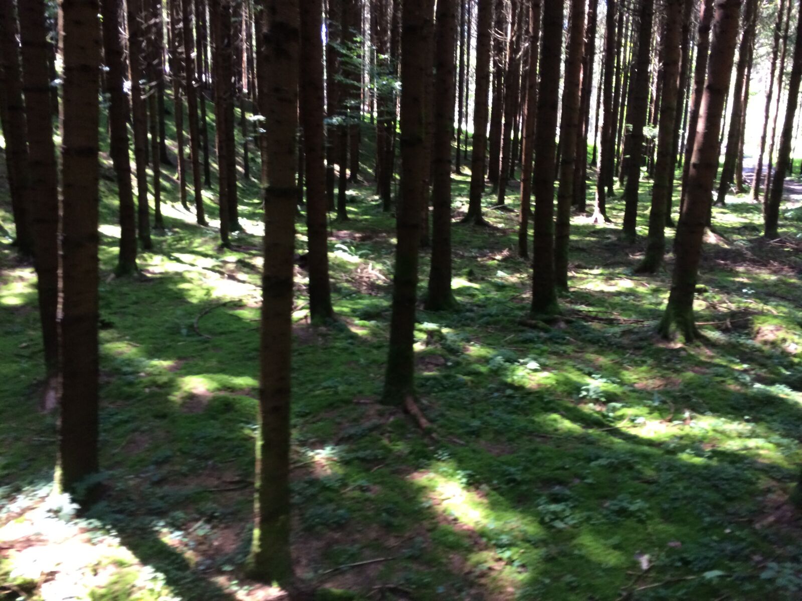 iPhone 5s back camera 4.15mm f/2.2 sample photo. Forest, glade, nature photography