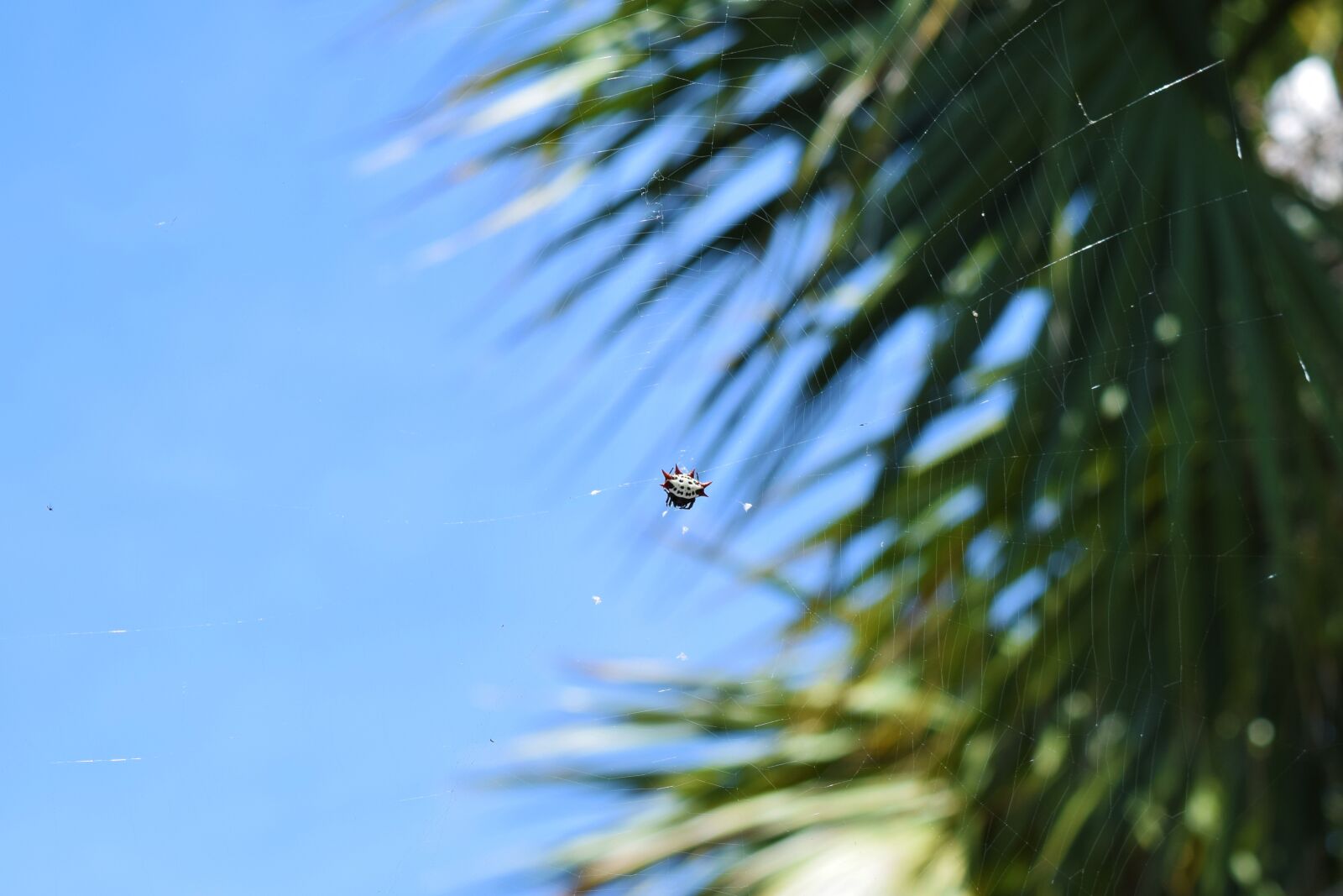 Nikon D3300 sample photo. Spinybacked orbweaver, spider, florida photography