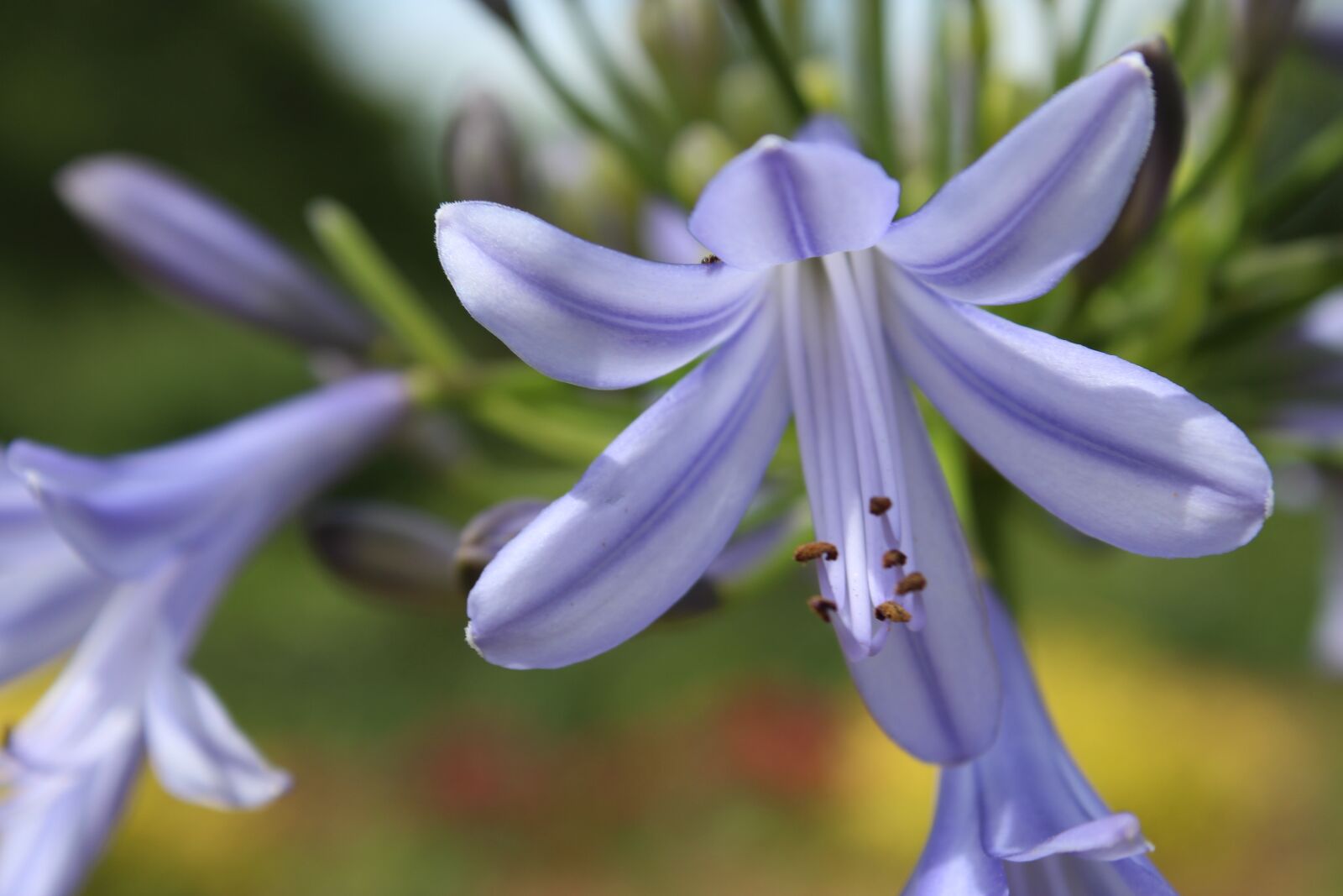 Canon EOS 1300D (EOS Rebel T6 / EOS Kiss X80) sample photo. Flower, purple, close up photography