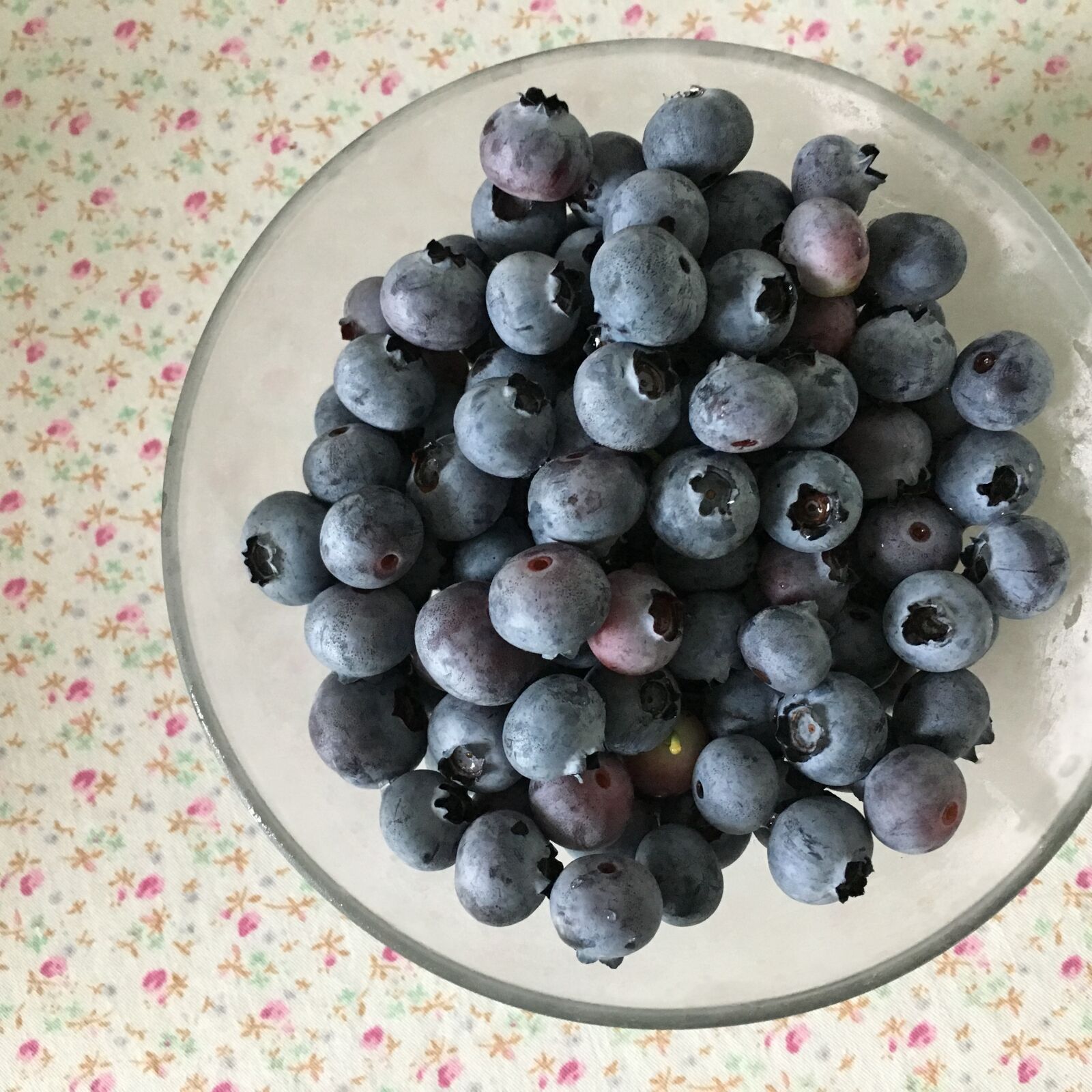 Apple iPhone 6s sample photo. Blueberry, nature, fruit photography