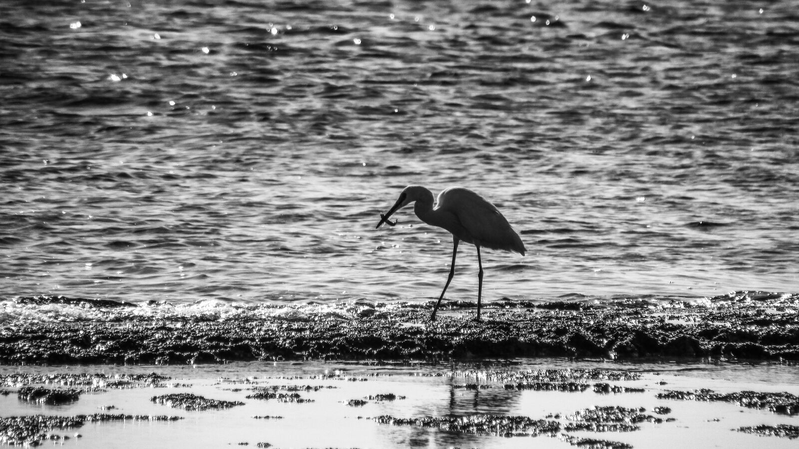 Canon PowerShot SX400 IS sample photo. Heron, fishing, bird photography