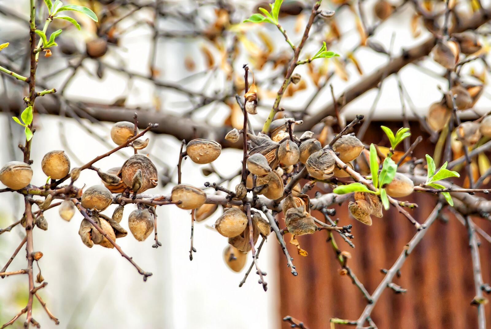 Sony Alpha DSLR-A300 sample photo. Tree, fruit, almond photography