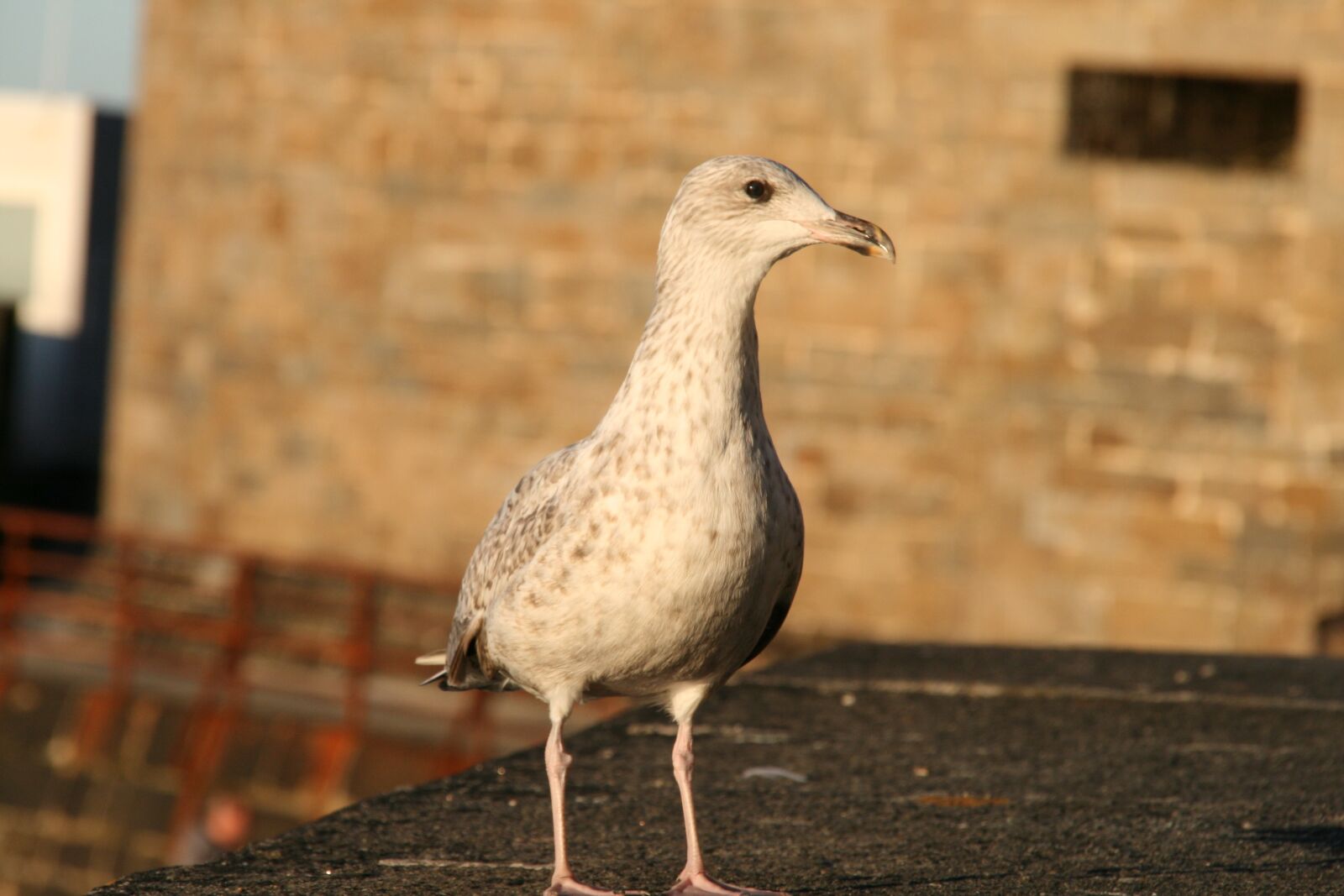 Canon EOS 400D (EOS Digital Rebel XTi / EOS Kiss Digital X) sample photo. Seagull, bird, feathers photography