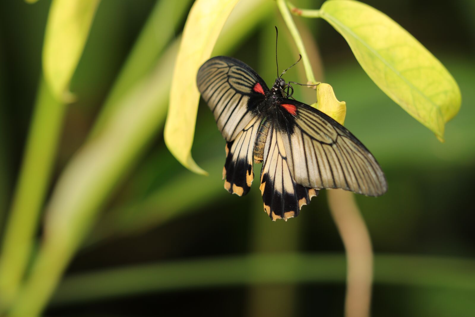 Canon EF 70-300 F4-5.6 IS II USM sample photo. Butterfly, fauna, insects photography